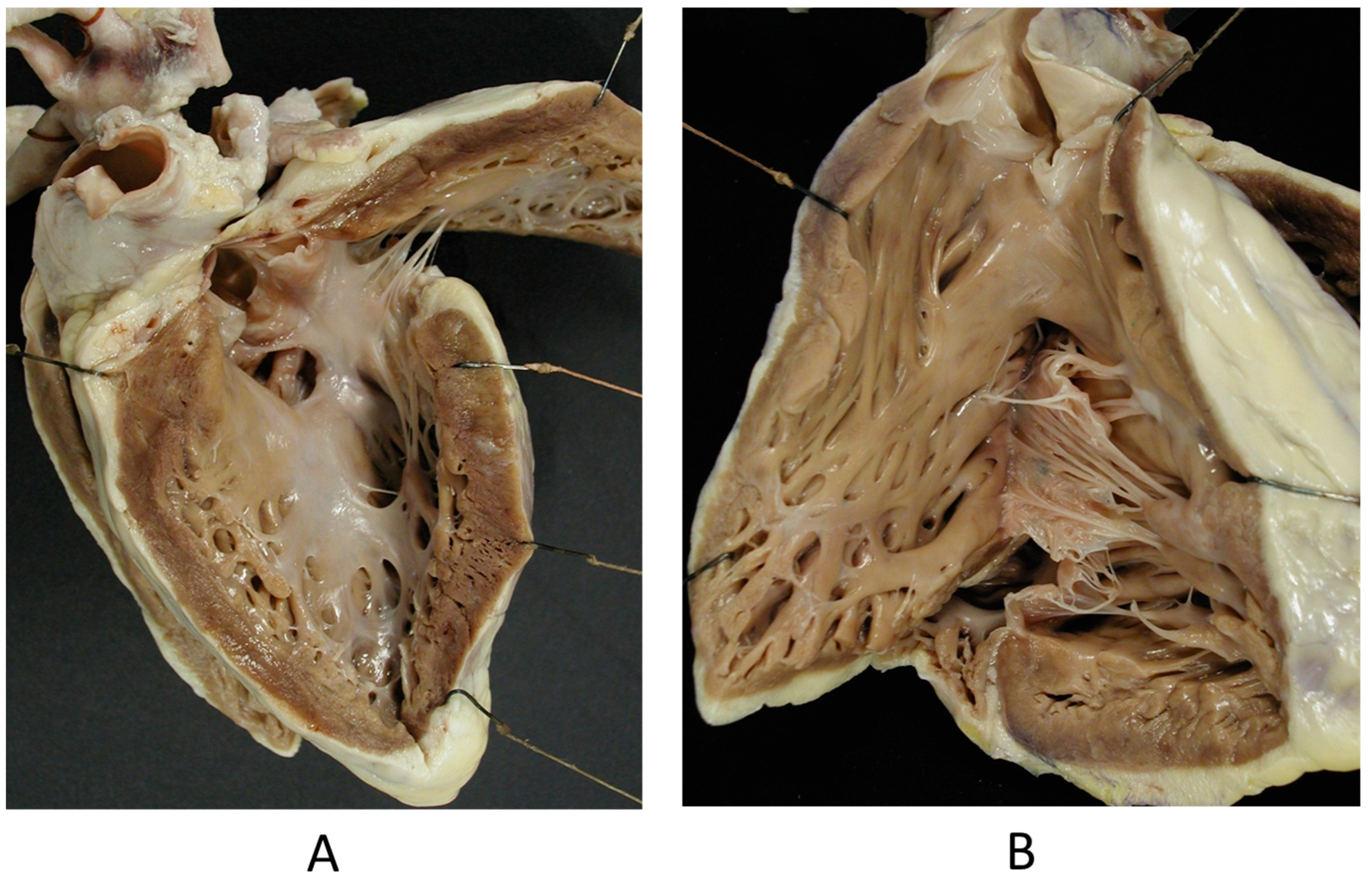 Biomedicines 13 00875 g018 Biomedicines 13 00875 g018