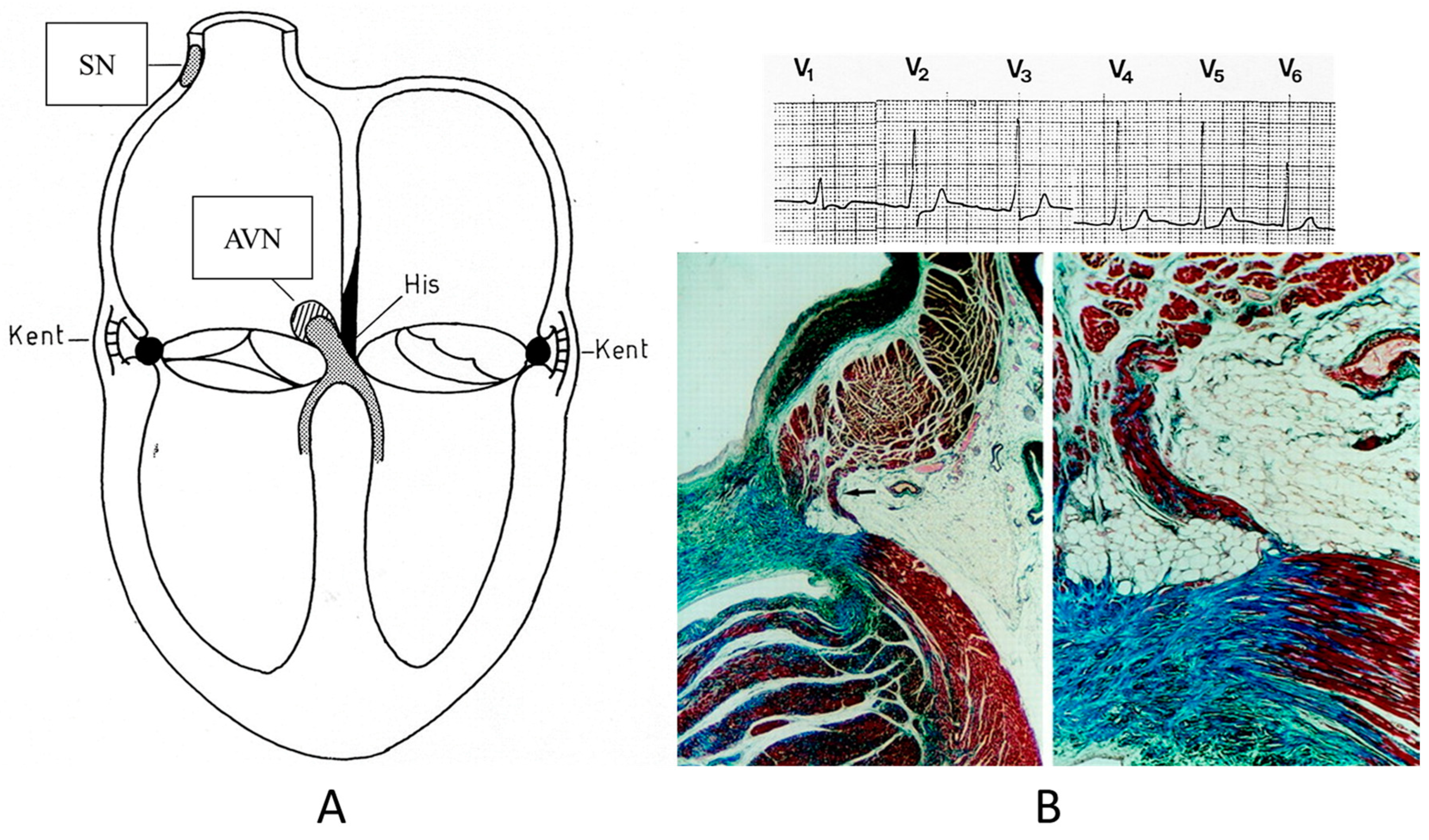 Biomedicines 13 00875 g019 Biomedicines 13 00875 g019