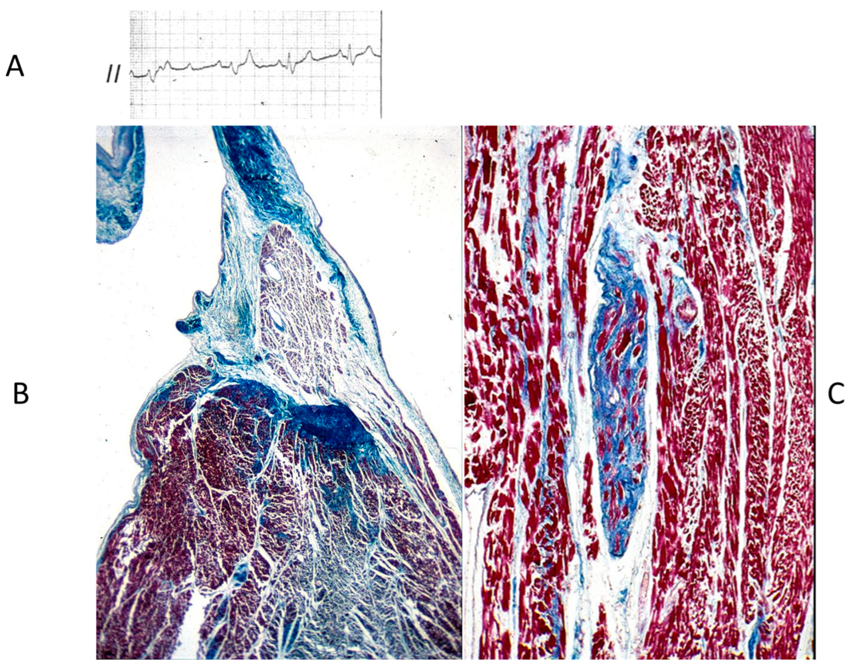 Biomedicines 13 00875 g021 Biomedicines 13 00875 g021