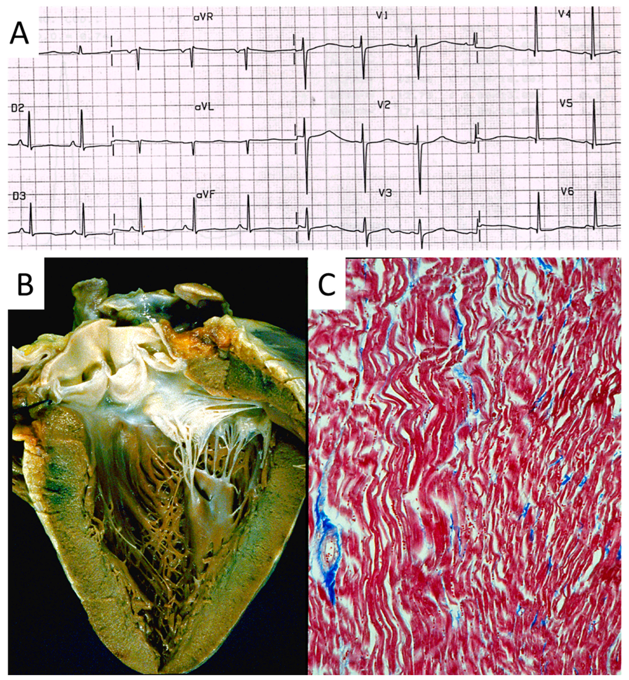 Biomedicines 13 00875 g022 Biomedicines 13 00875 g022