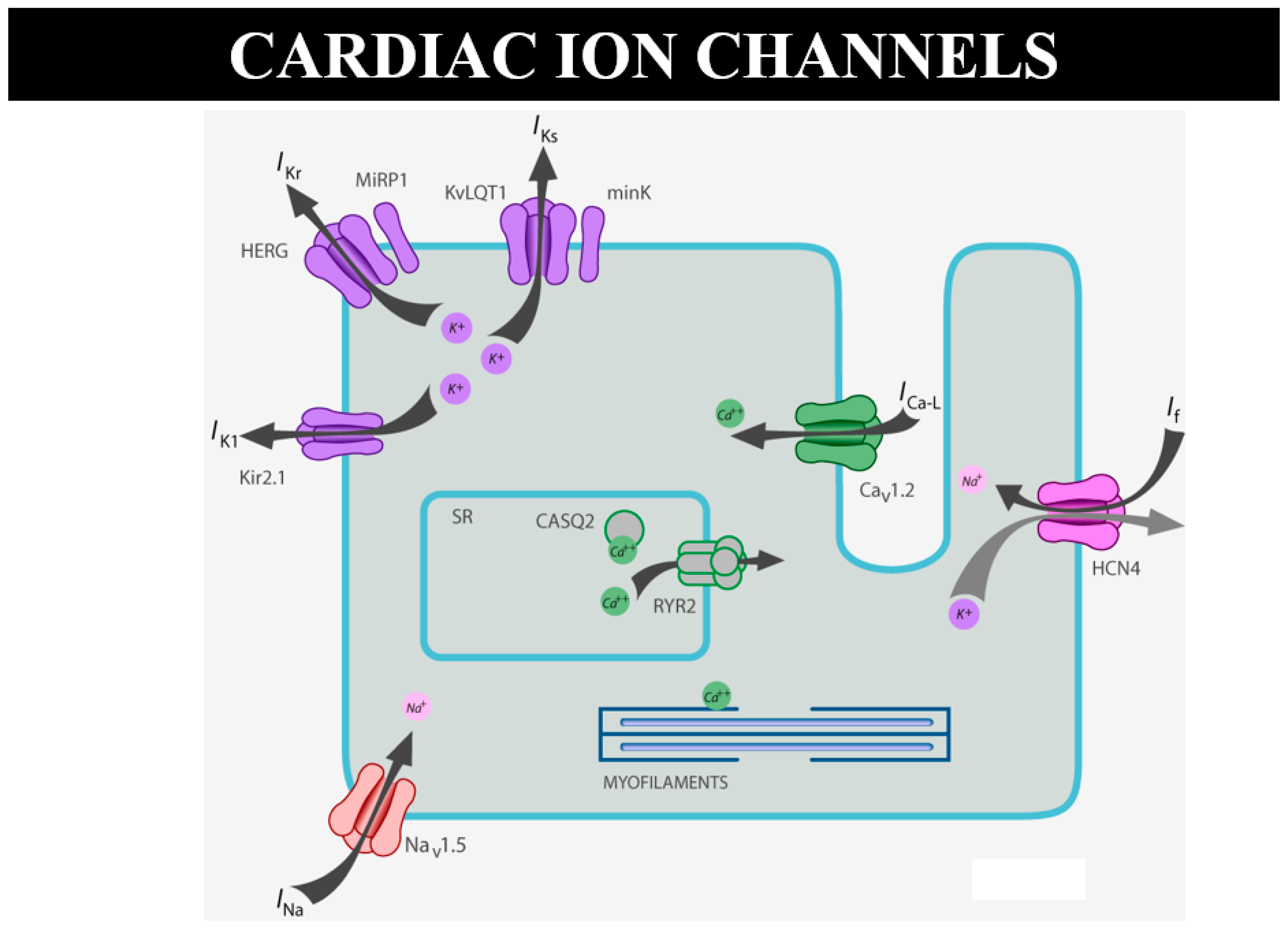 Biomedicines 13 00875 g024 Biomedicines 13 00875 g024