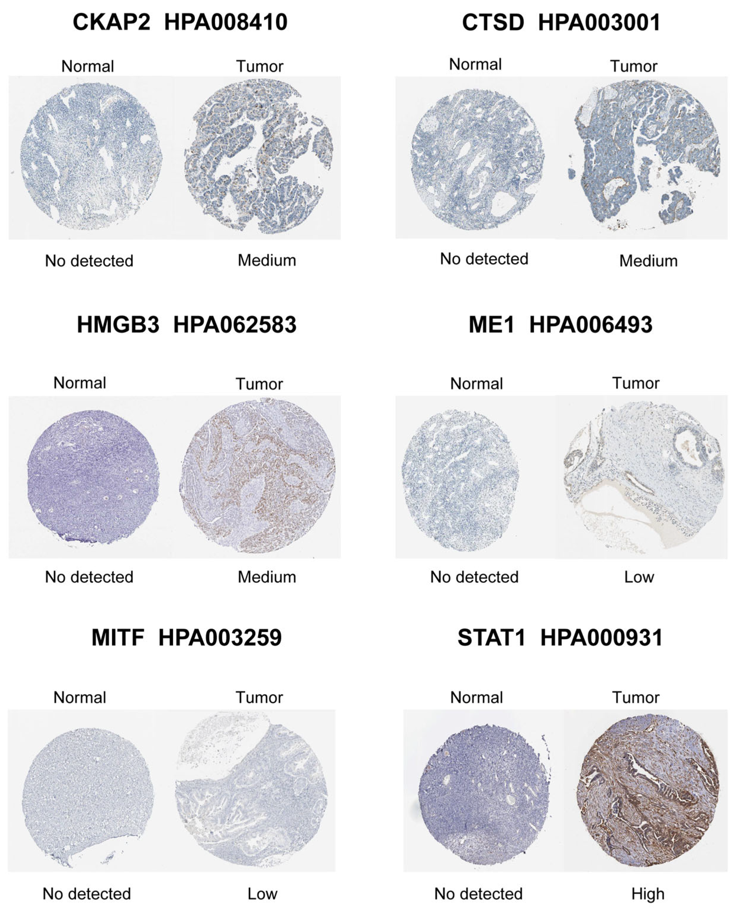 Biomedicines 13 00877 g005