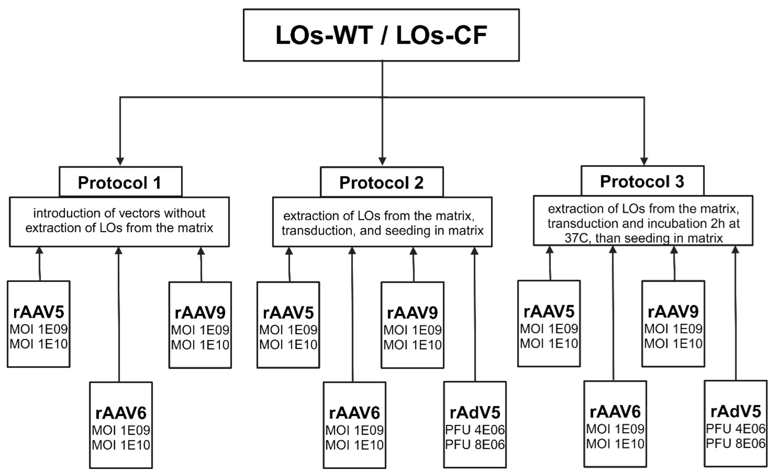 Biomedicines 13 00879 g001