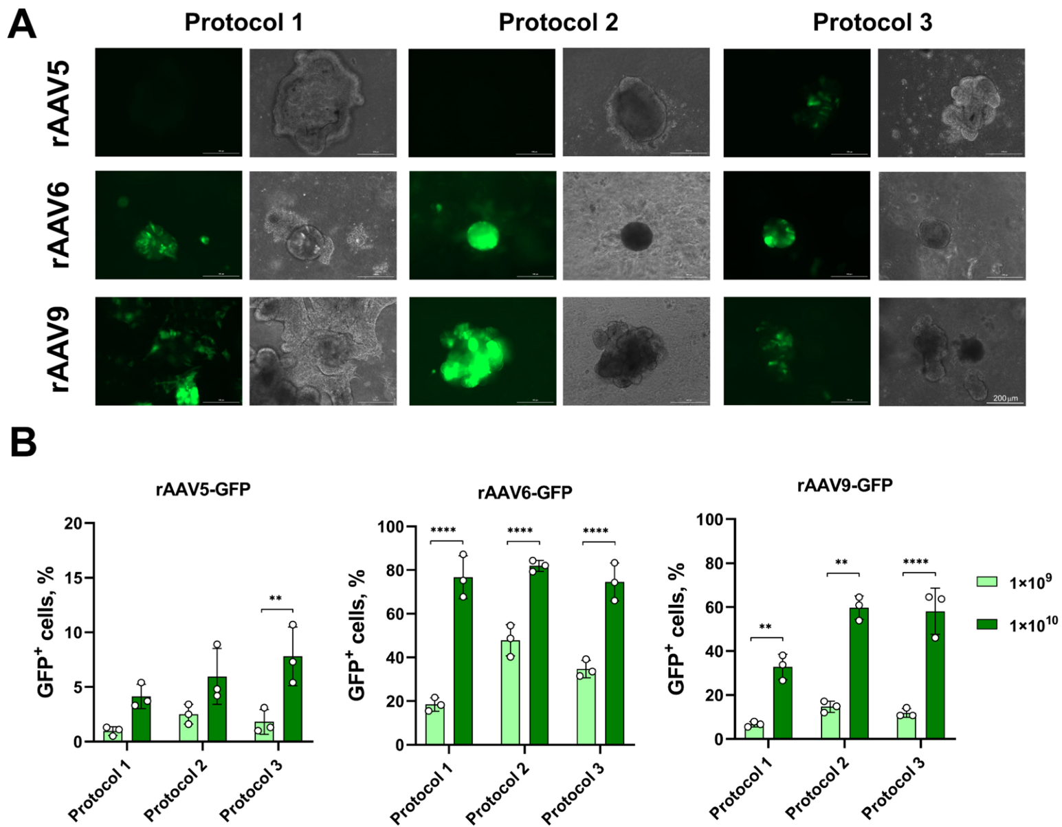 Biomedicines 13 00879 g002