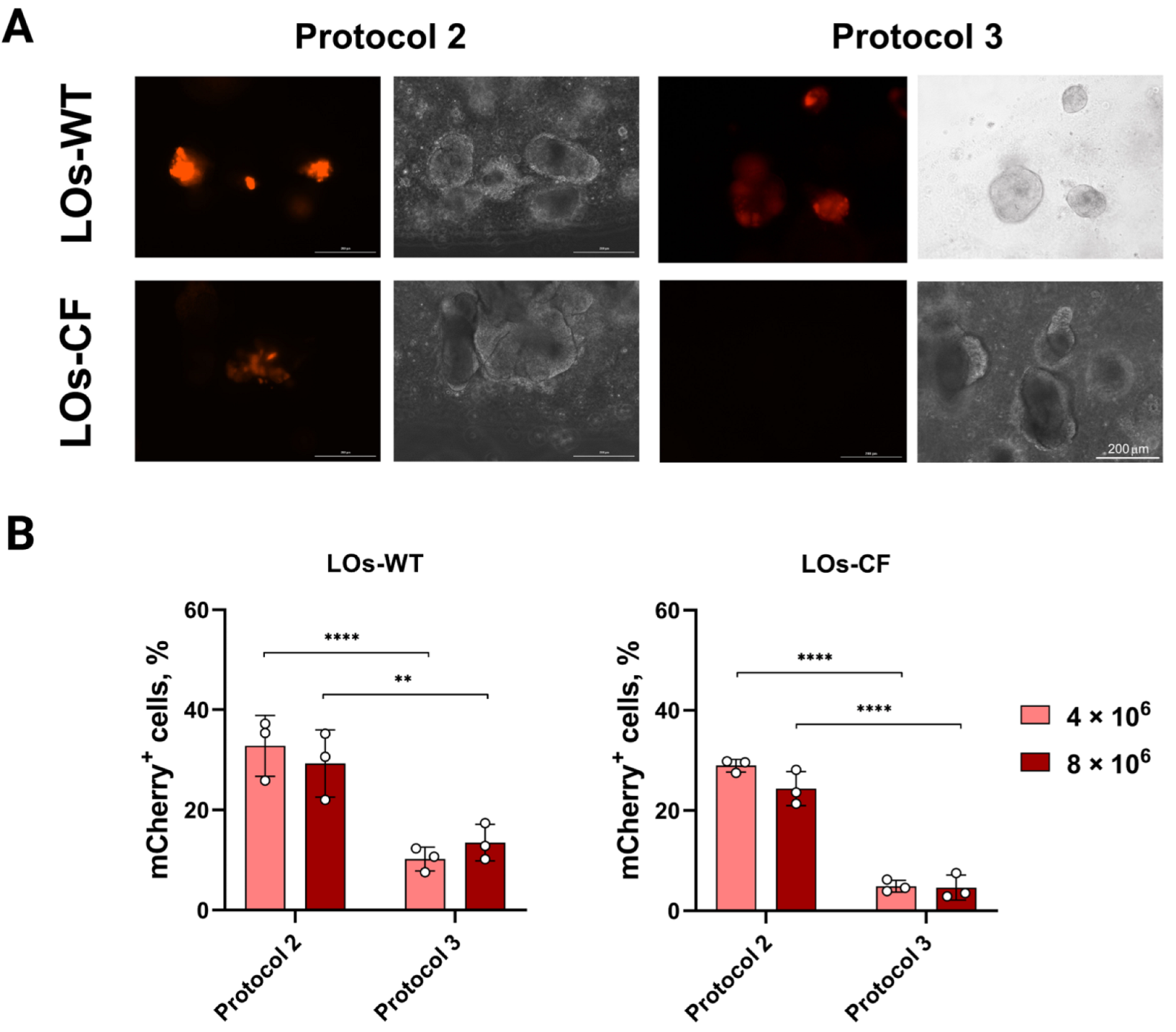 Biomedicines 13 00879 g005