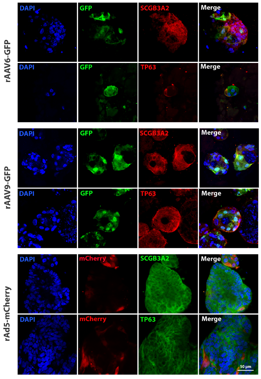 Biomedicines 13 00879 g006