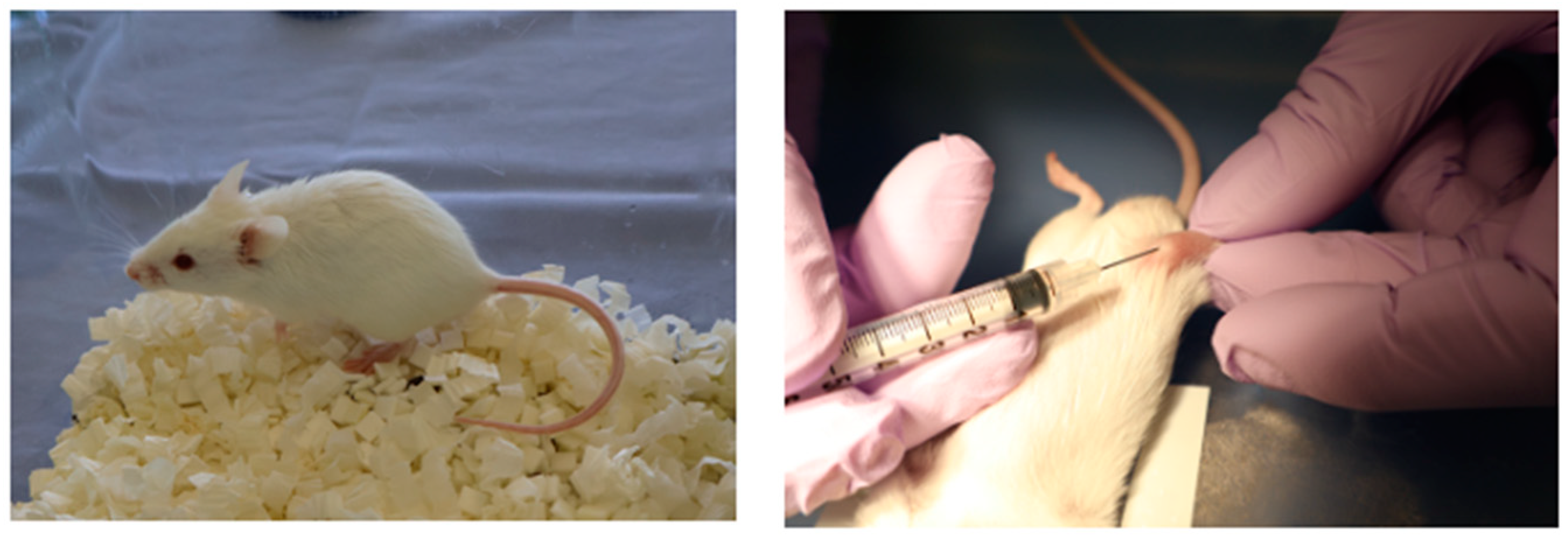 Biomedicines 13 00883 g001