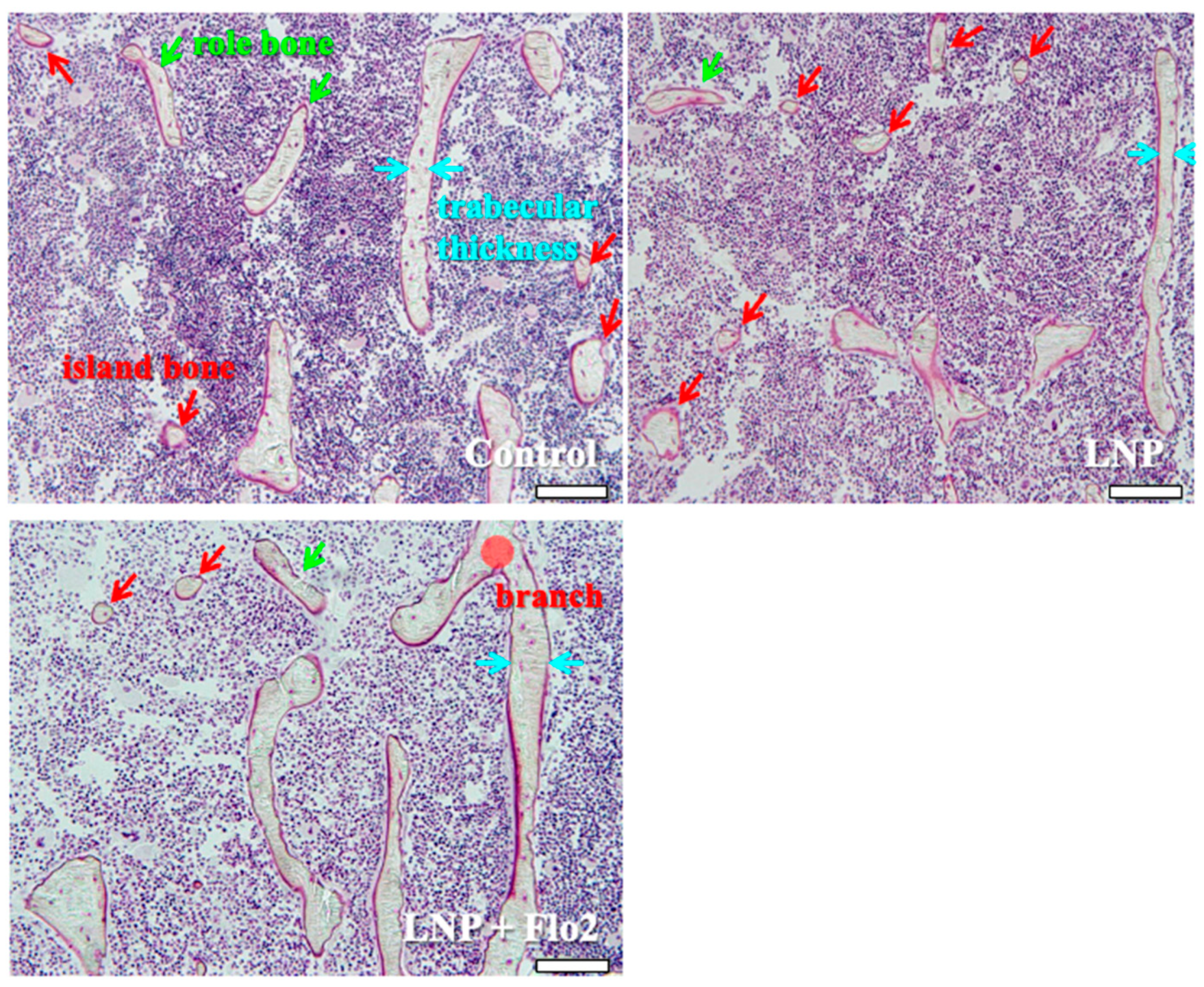 Biomedicines 13 00883 g005