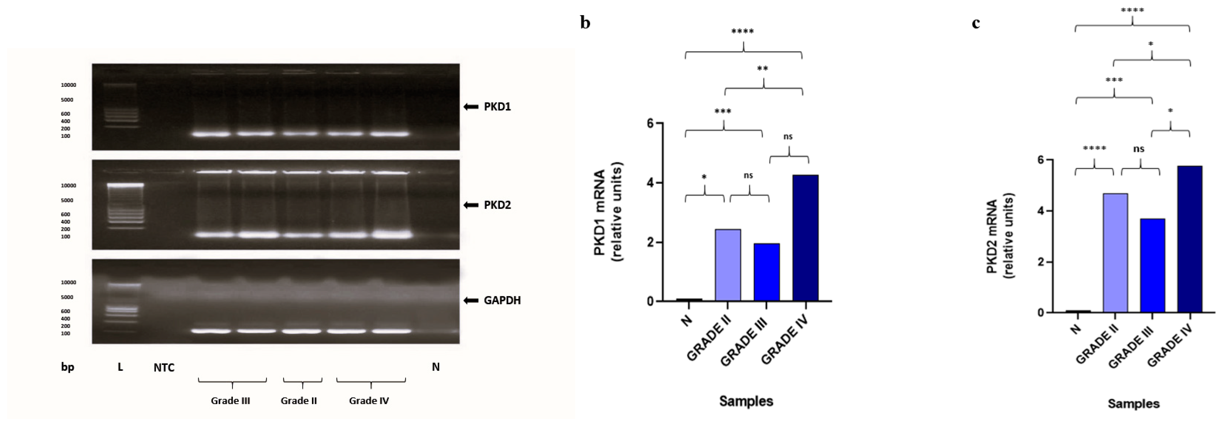 Biomedicines 13 00884 g001