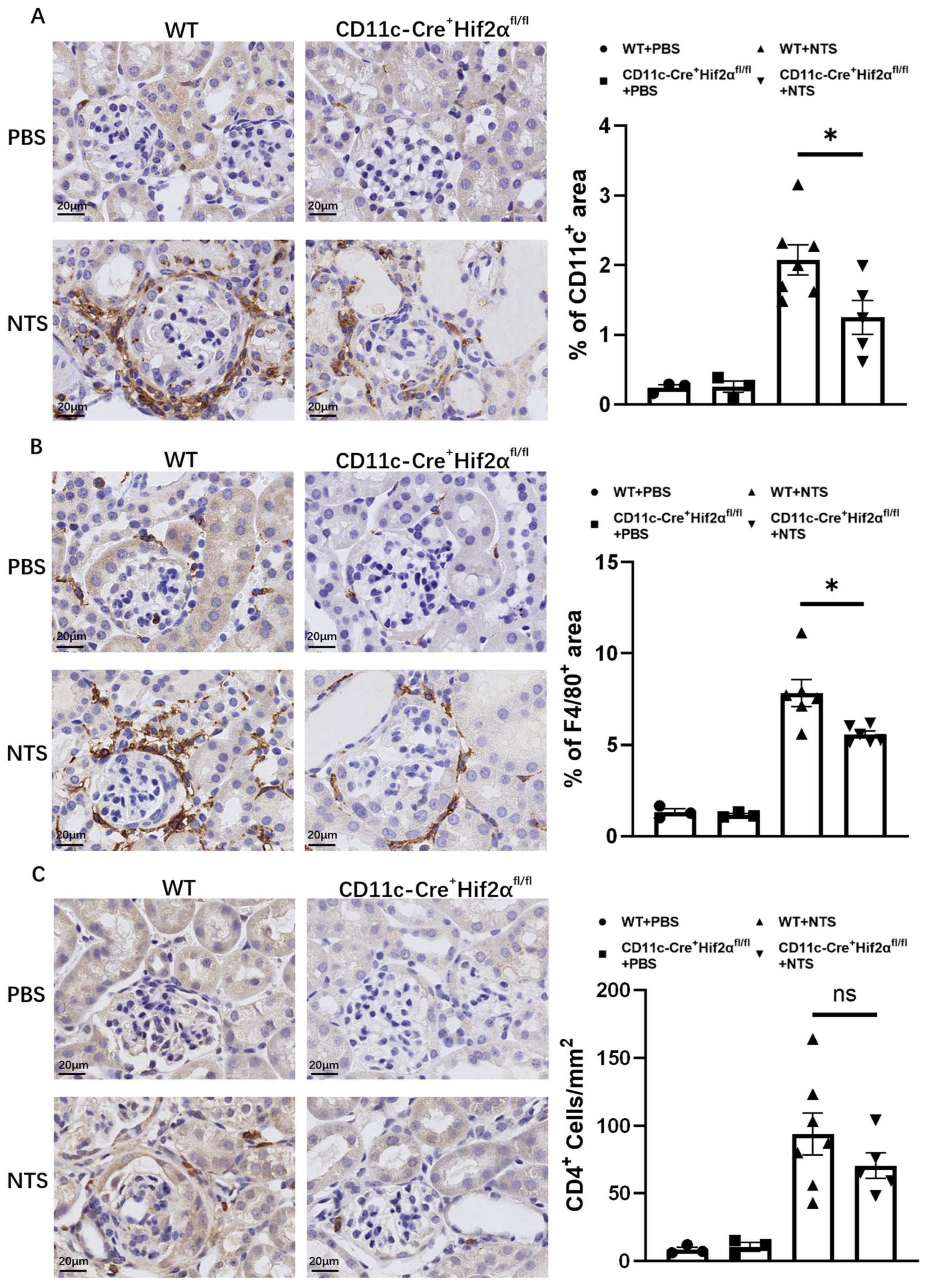 Biomedicines 13 00888 g002
