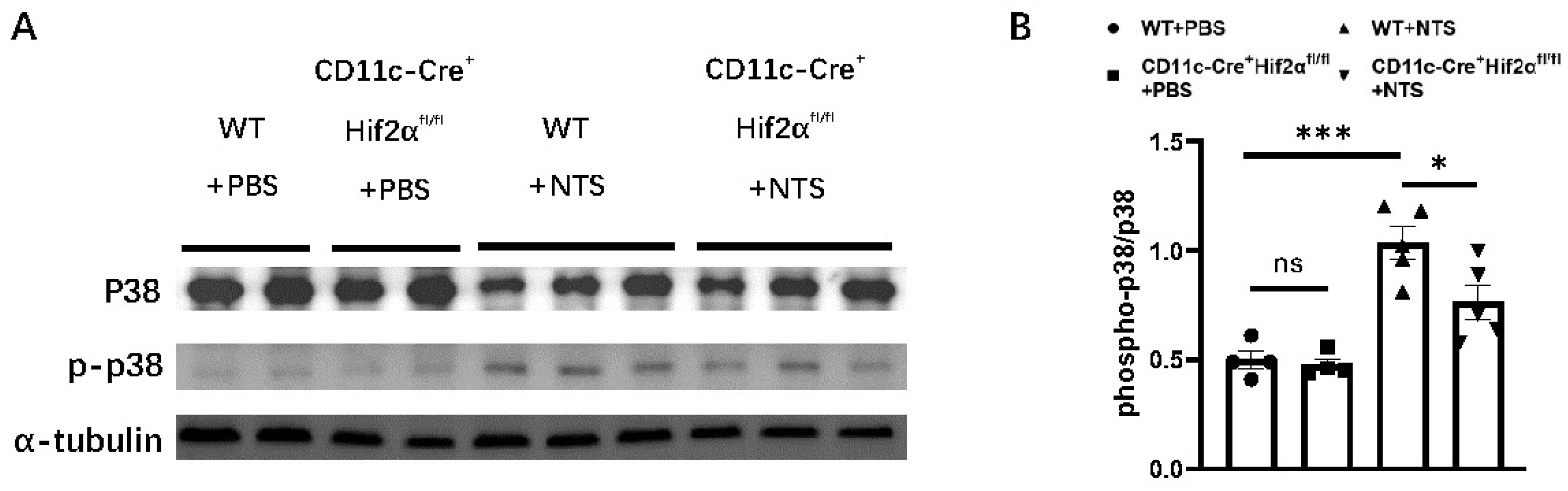 Biomedicines 13 00888 g004