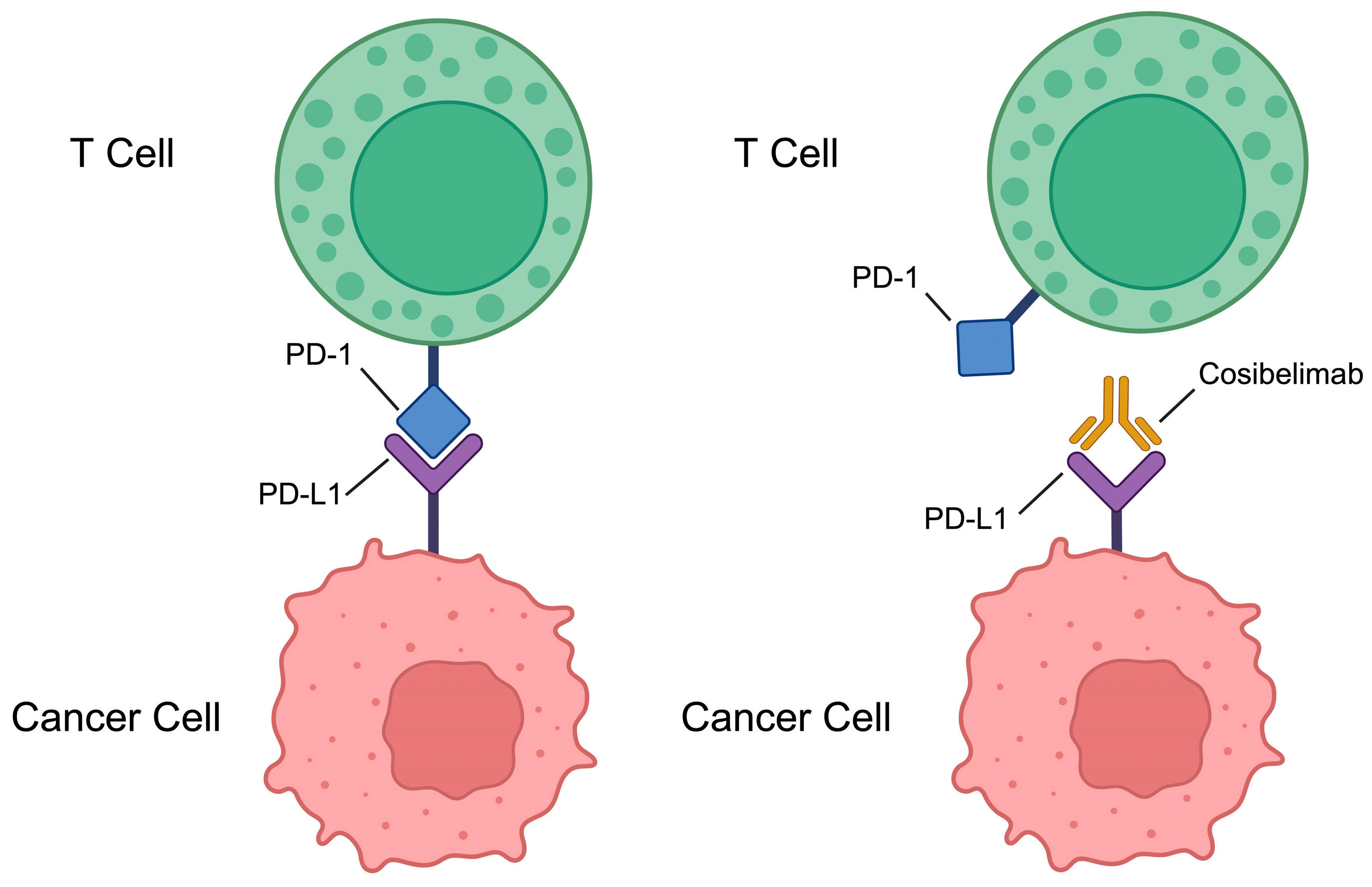 Biomedicines 13 00889 g001