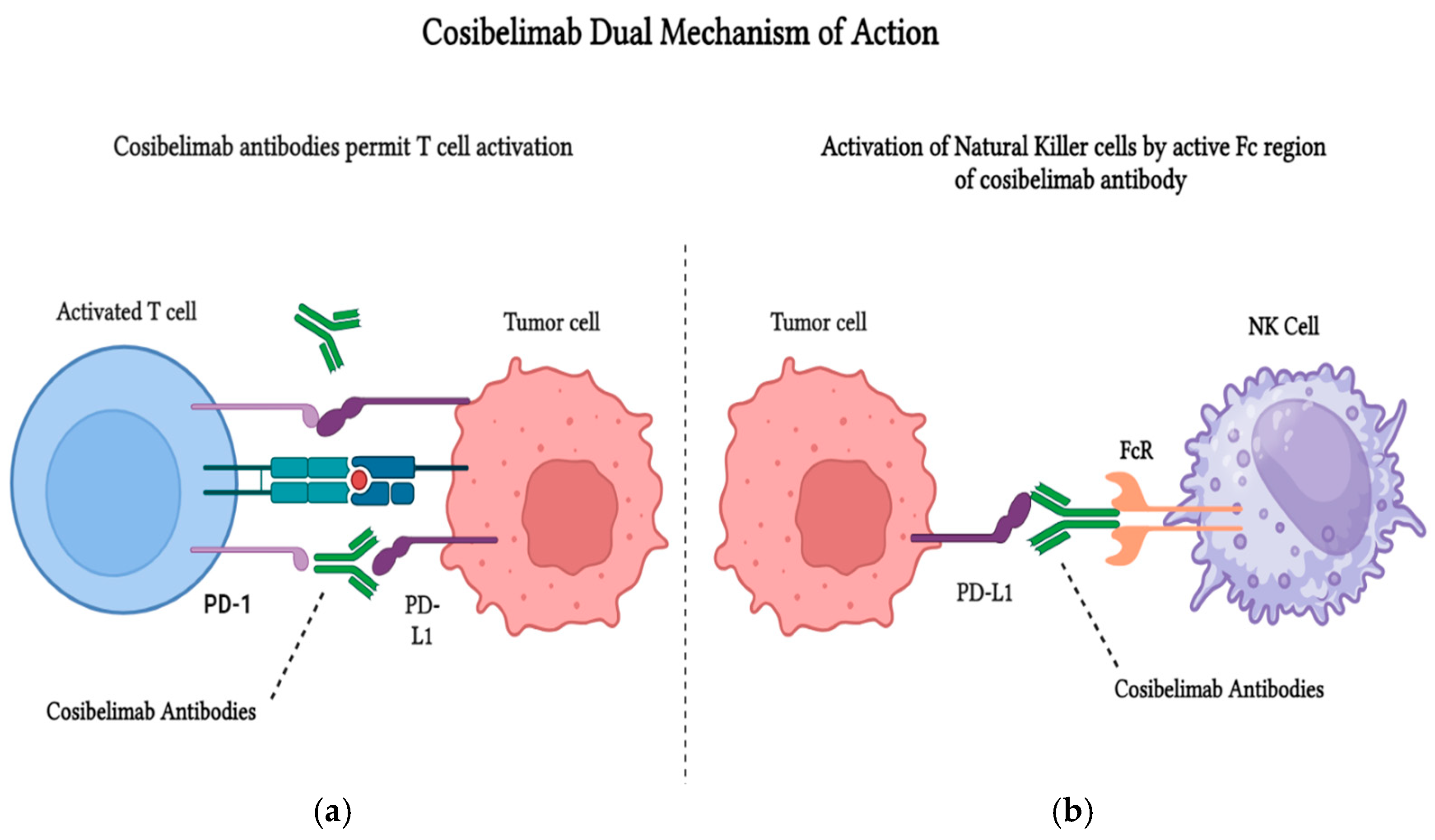 Biomedicines 13 00889 g002