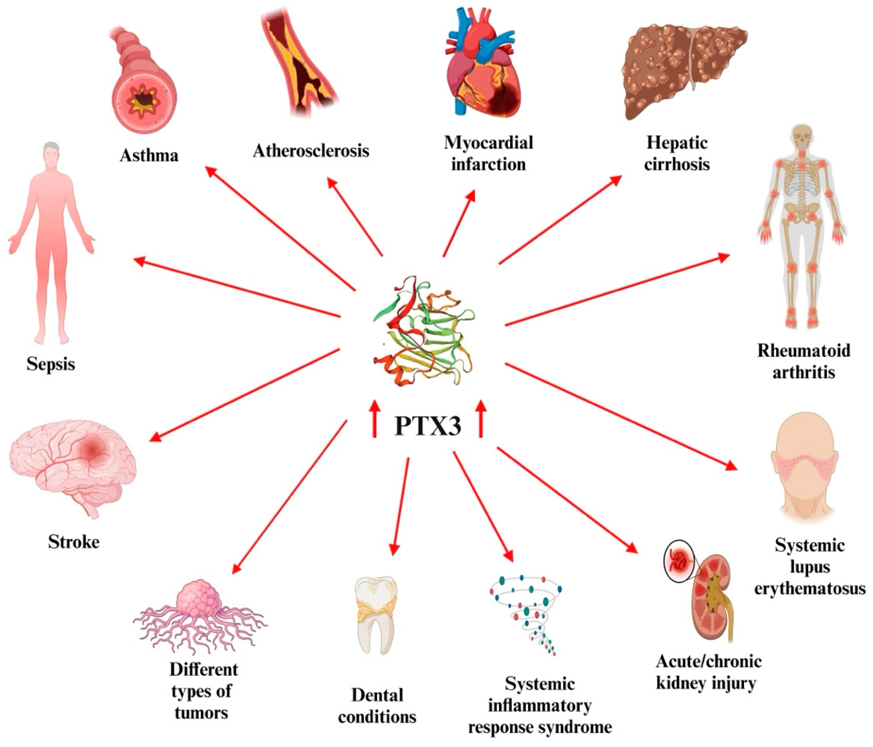 Biomedicines 13 00891 g001
