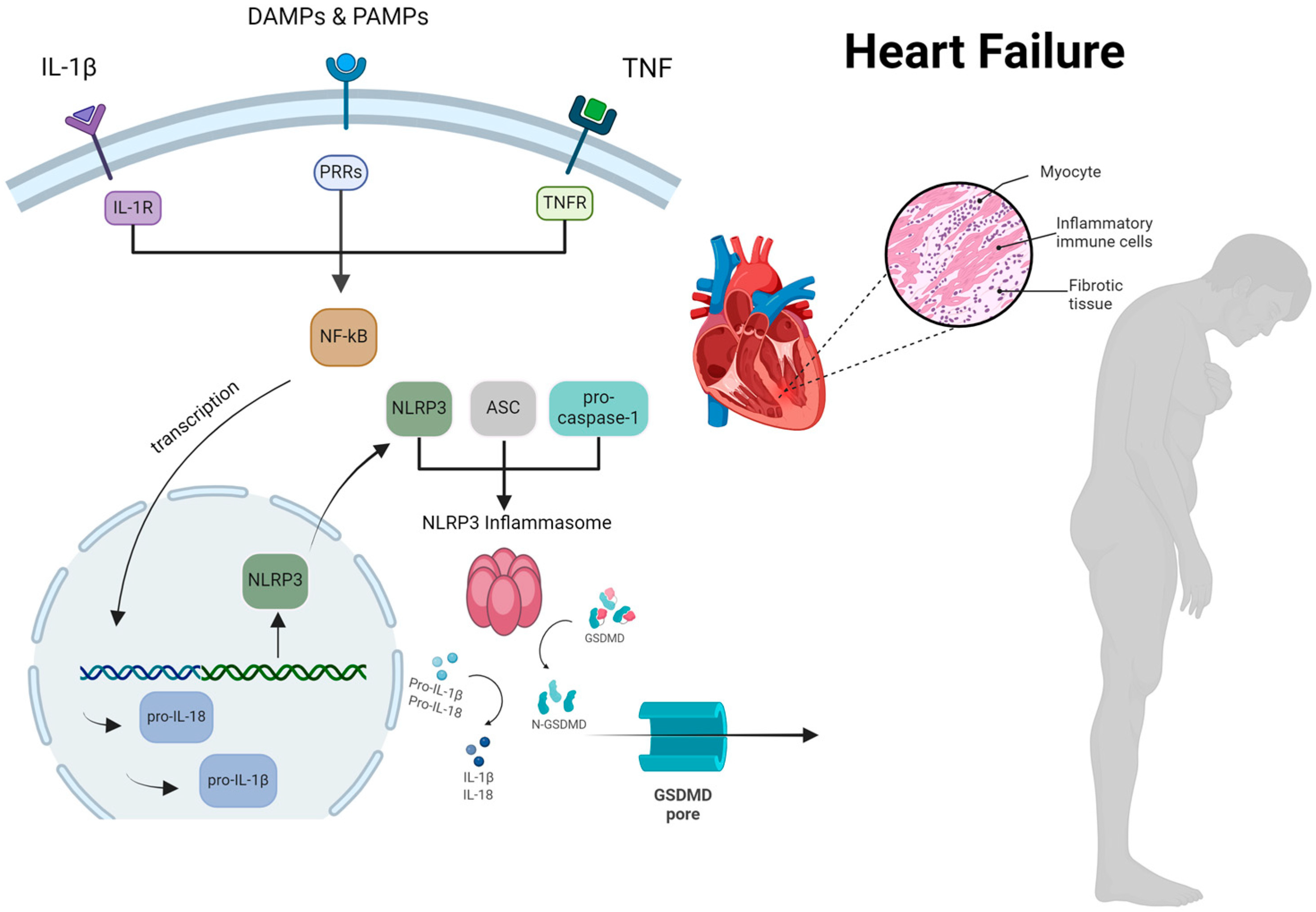 Biomedicines 13 00911 g001