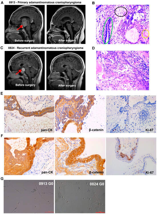 Biomedicines 13 00912 g001