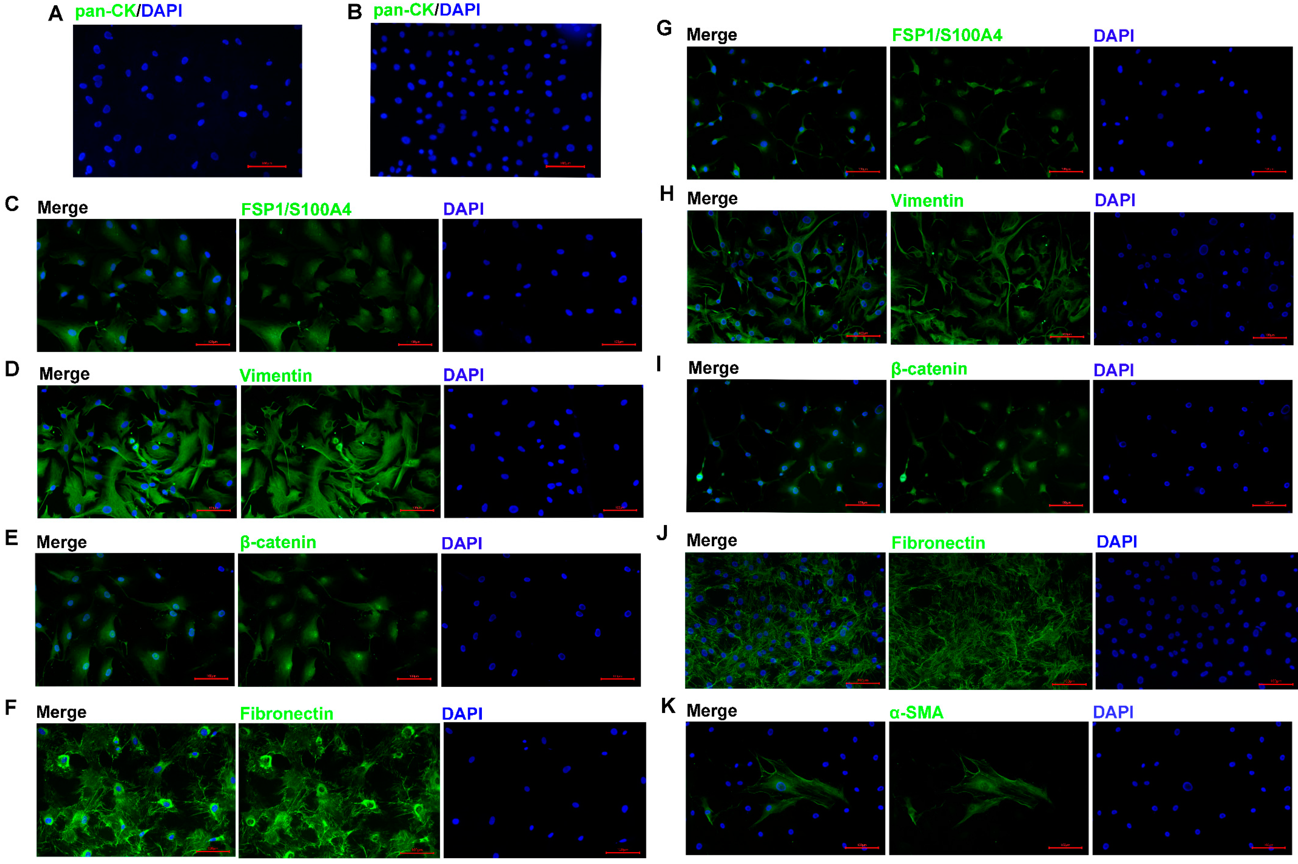 Biomedicines 13 00912 g002