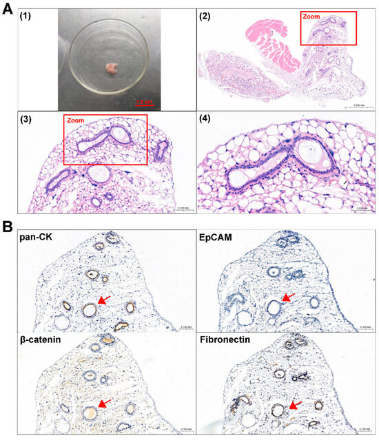 Biomedicines 13 00912 g004