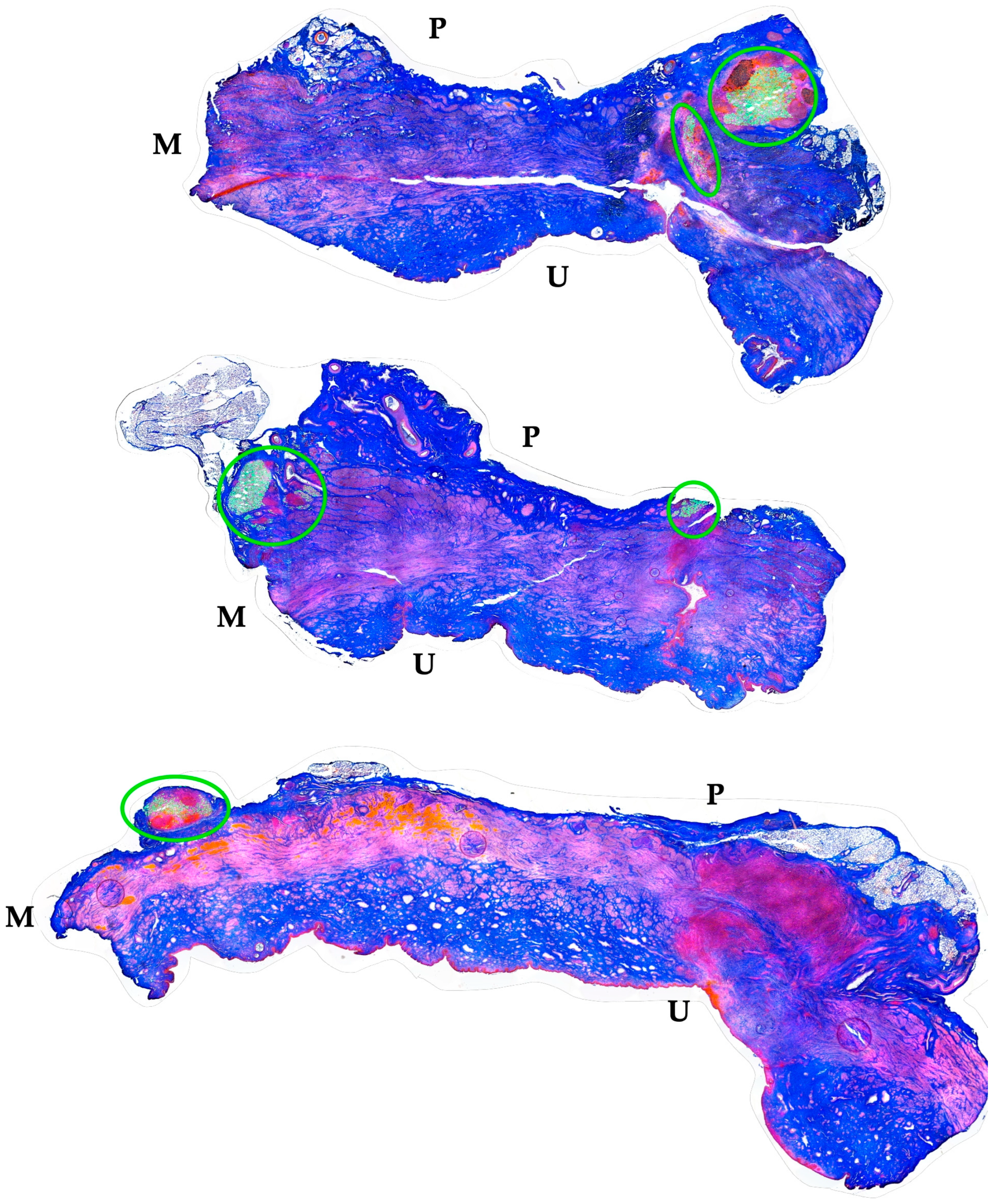Biomedicines 13 00917 g004