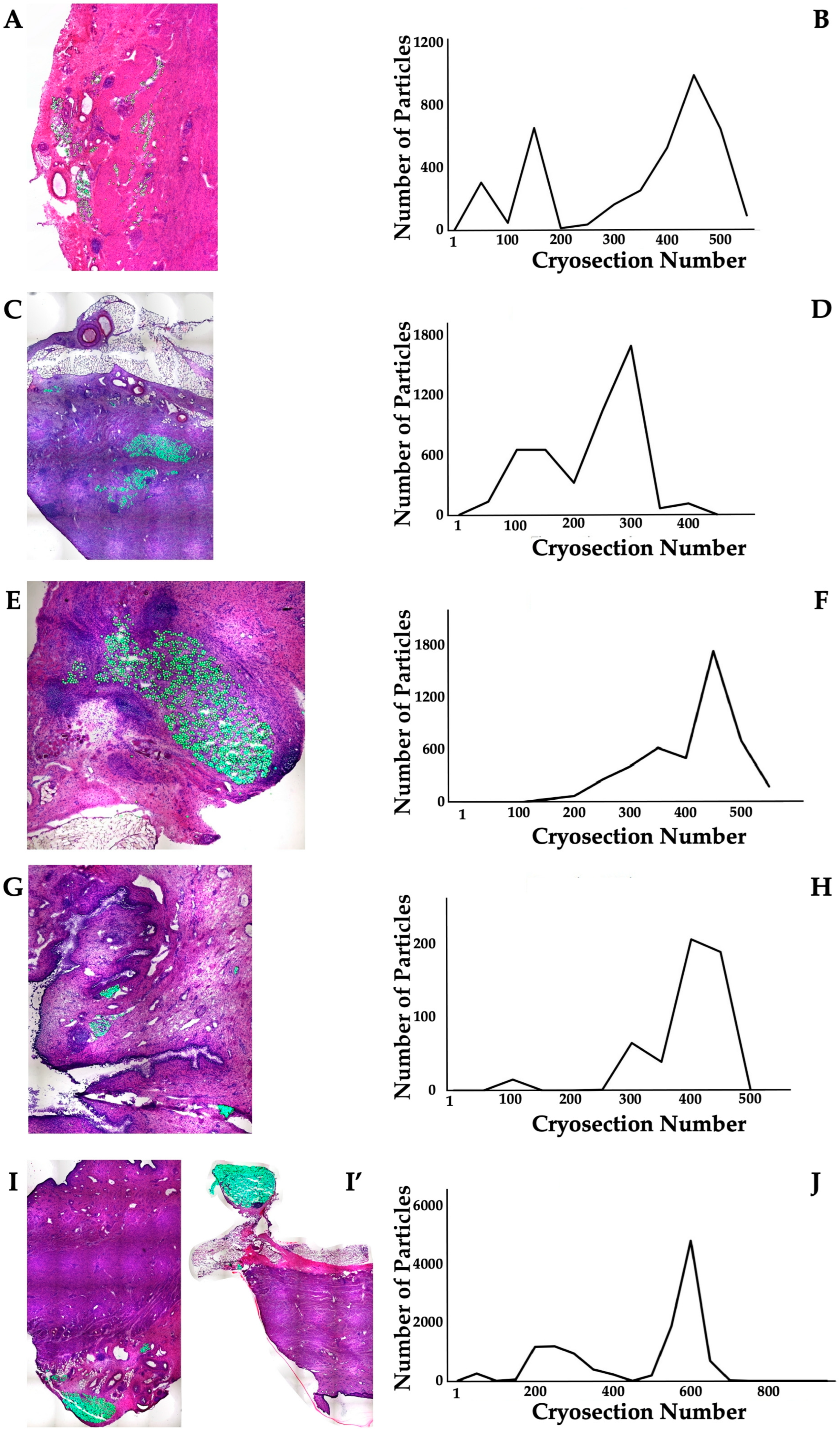 Biomedicines 13 00917 g006