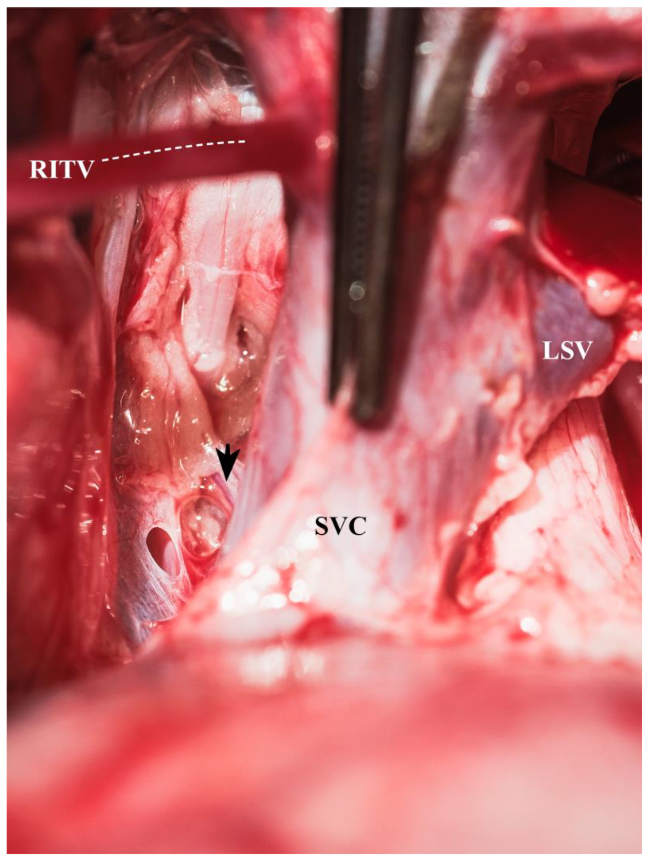 Biomedicines 13 00918 g003