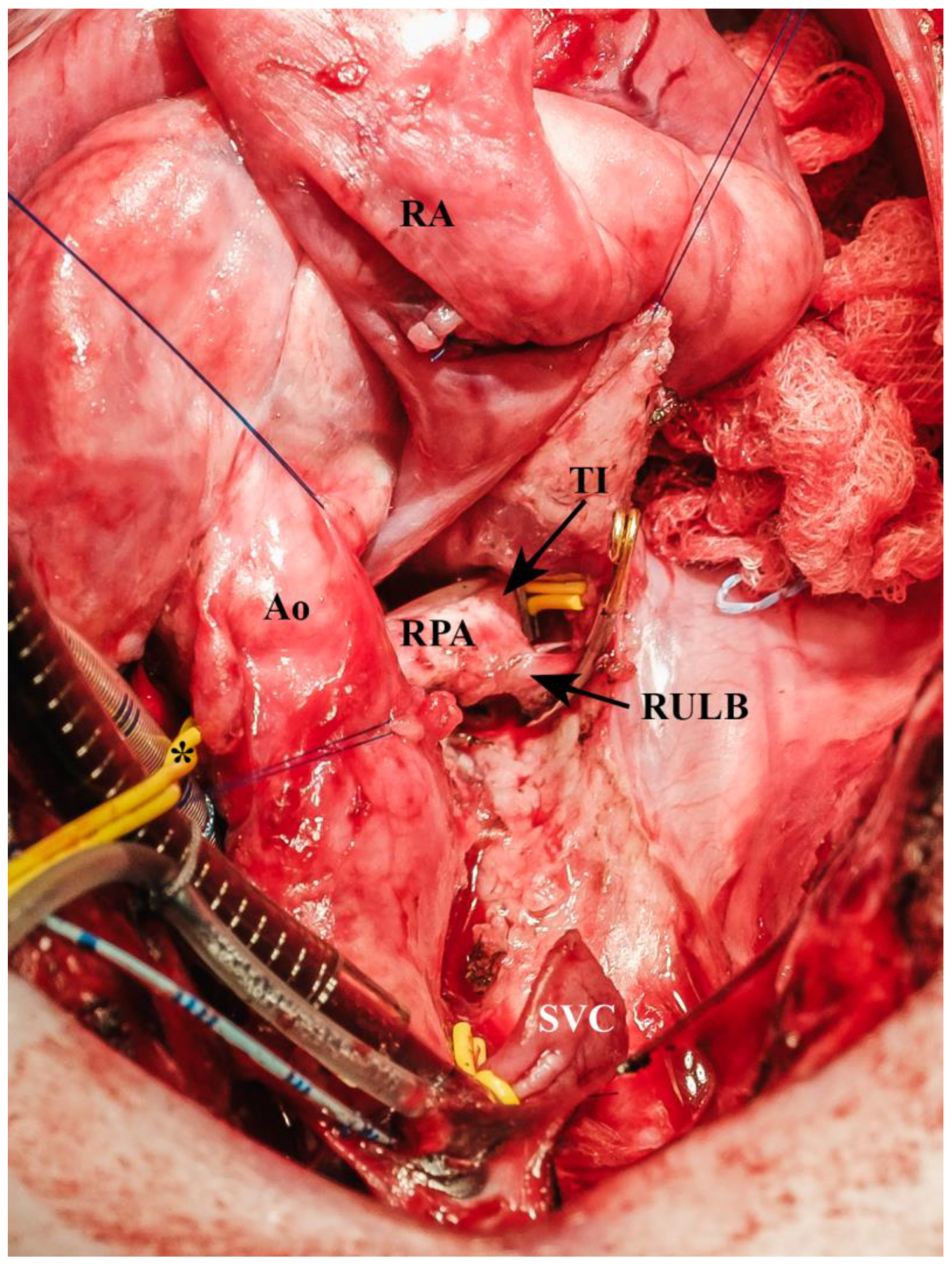 Biomedicines 13 00918 g004