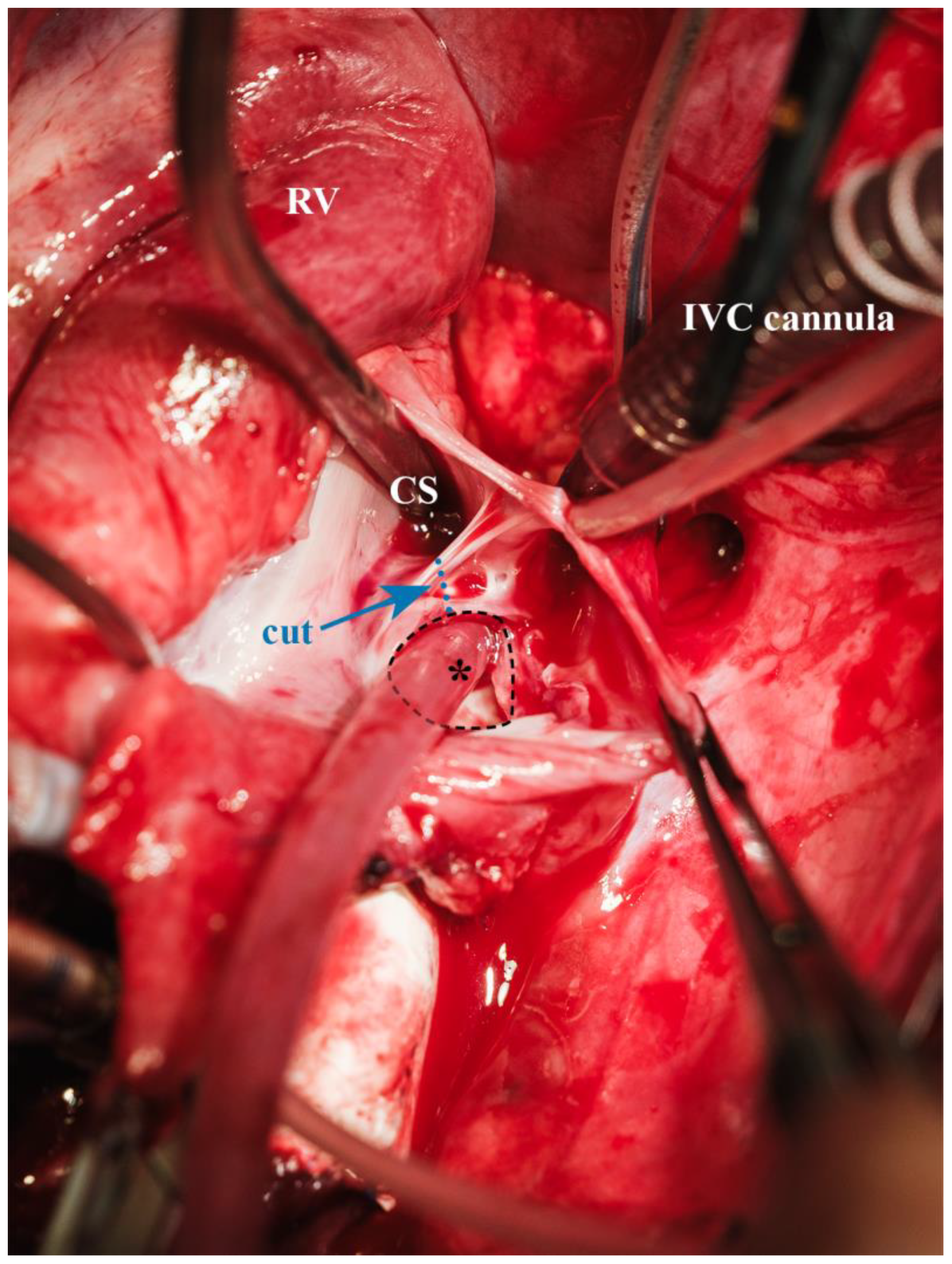 Biomedicines 13 00918 g010