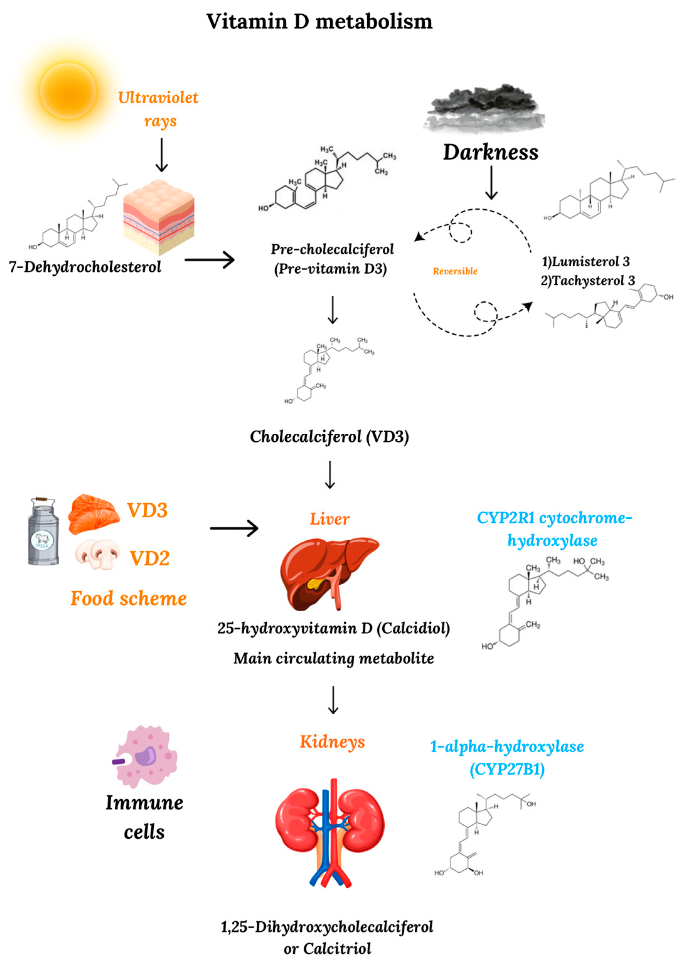 Biomedicines 13 00927 g001