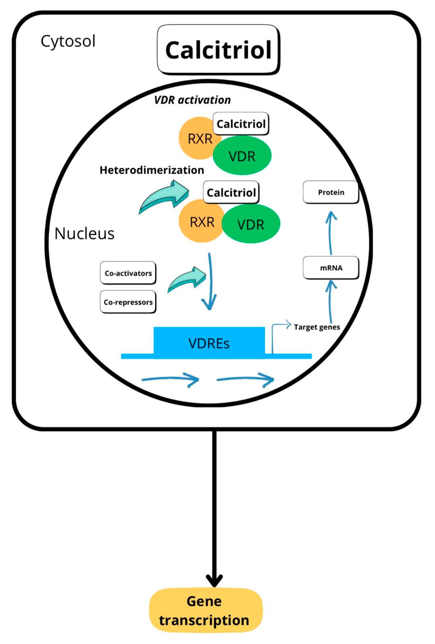 Biomedicines 13 00927 g002