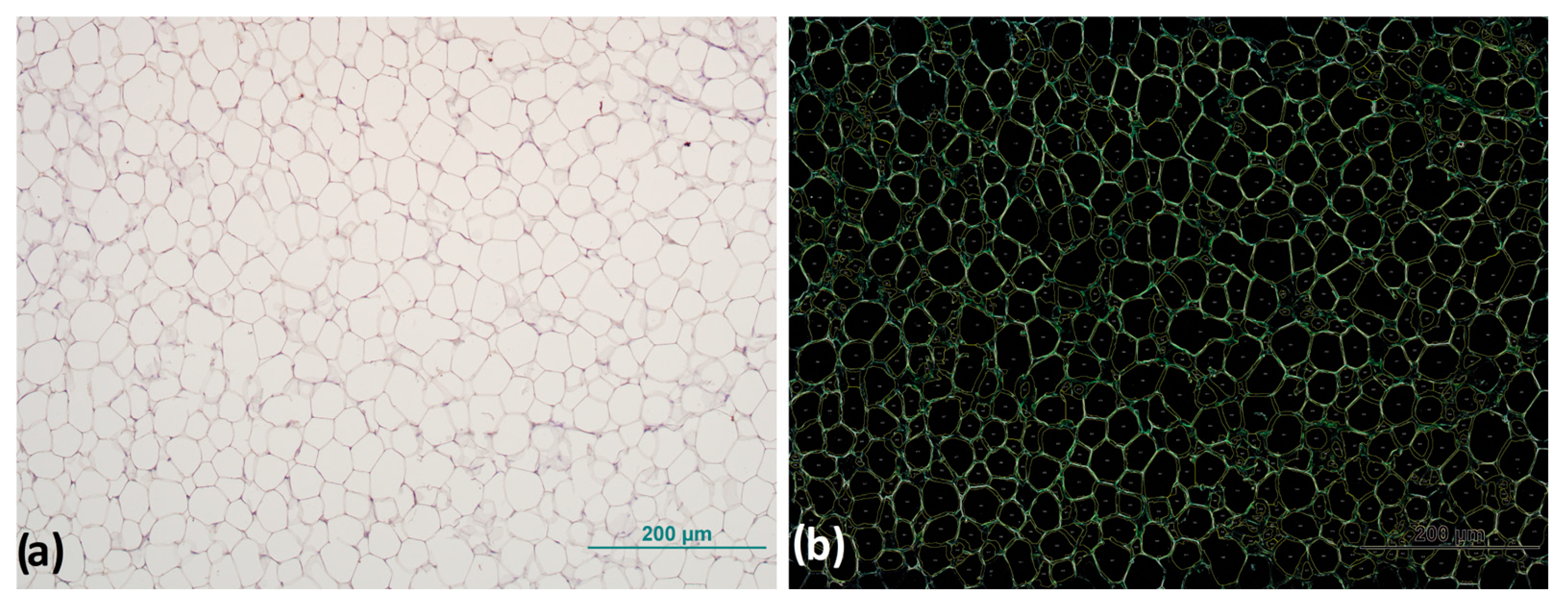 Biomedicines 13 00935 g001