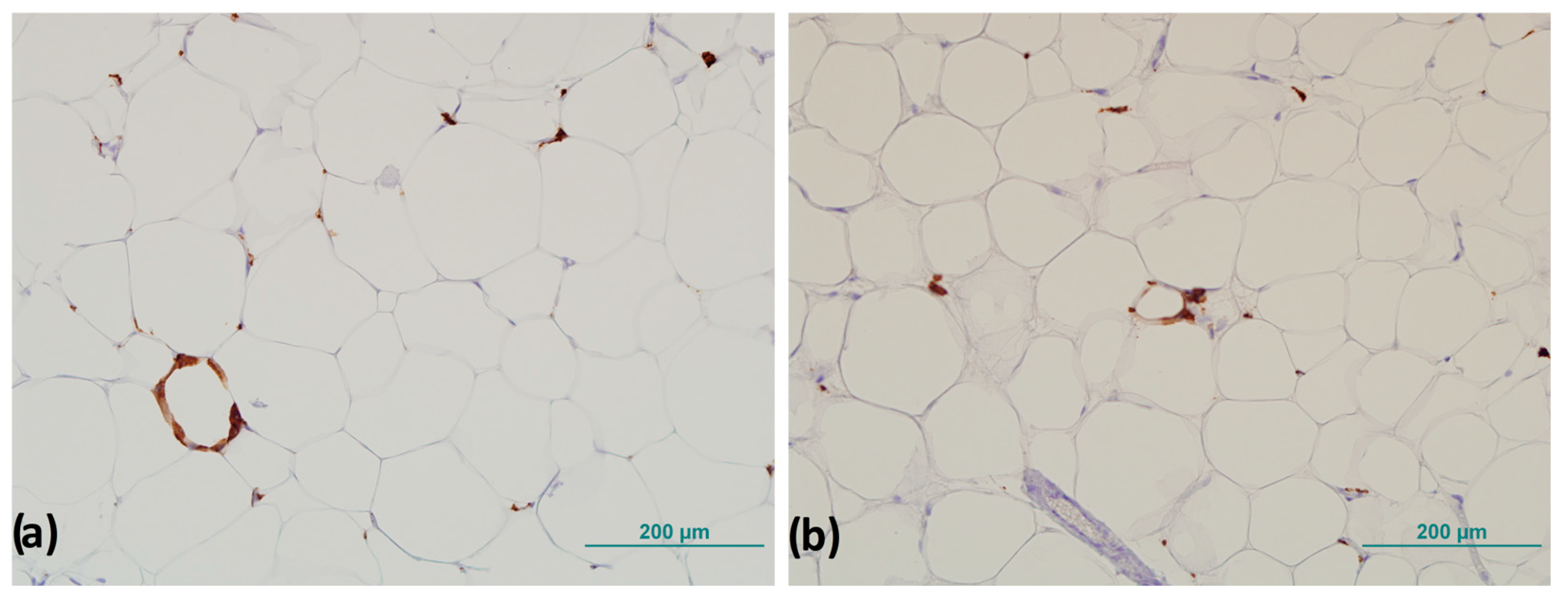 Biomedicines 13 00935 g003