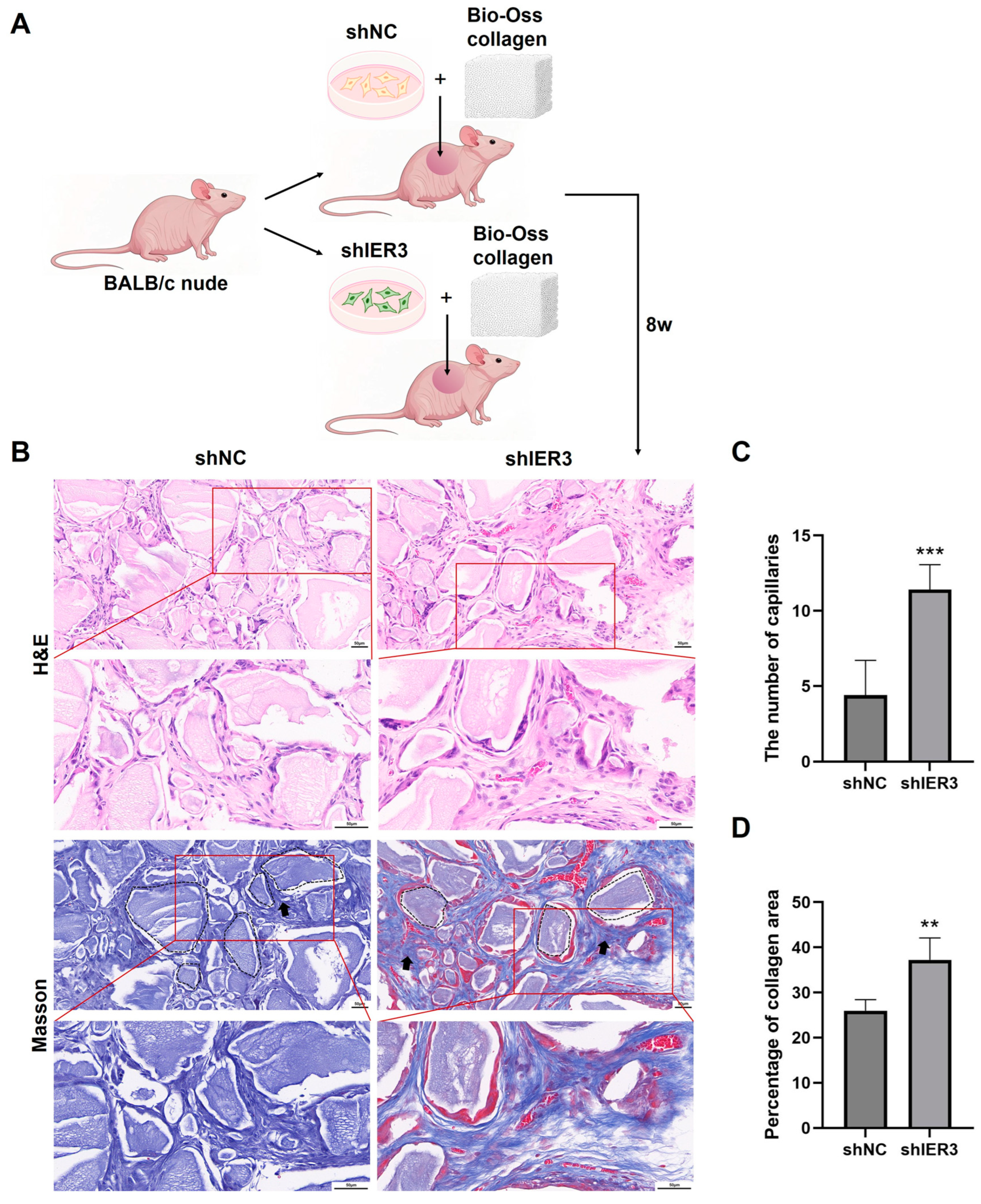 Biomedicines 13 00947 g004