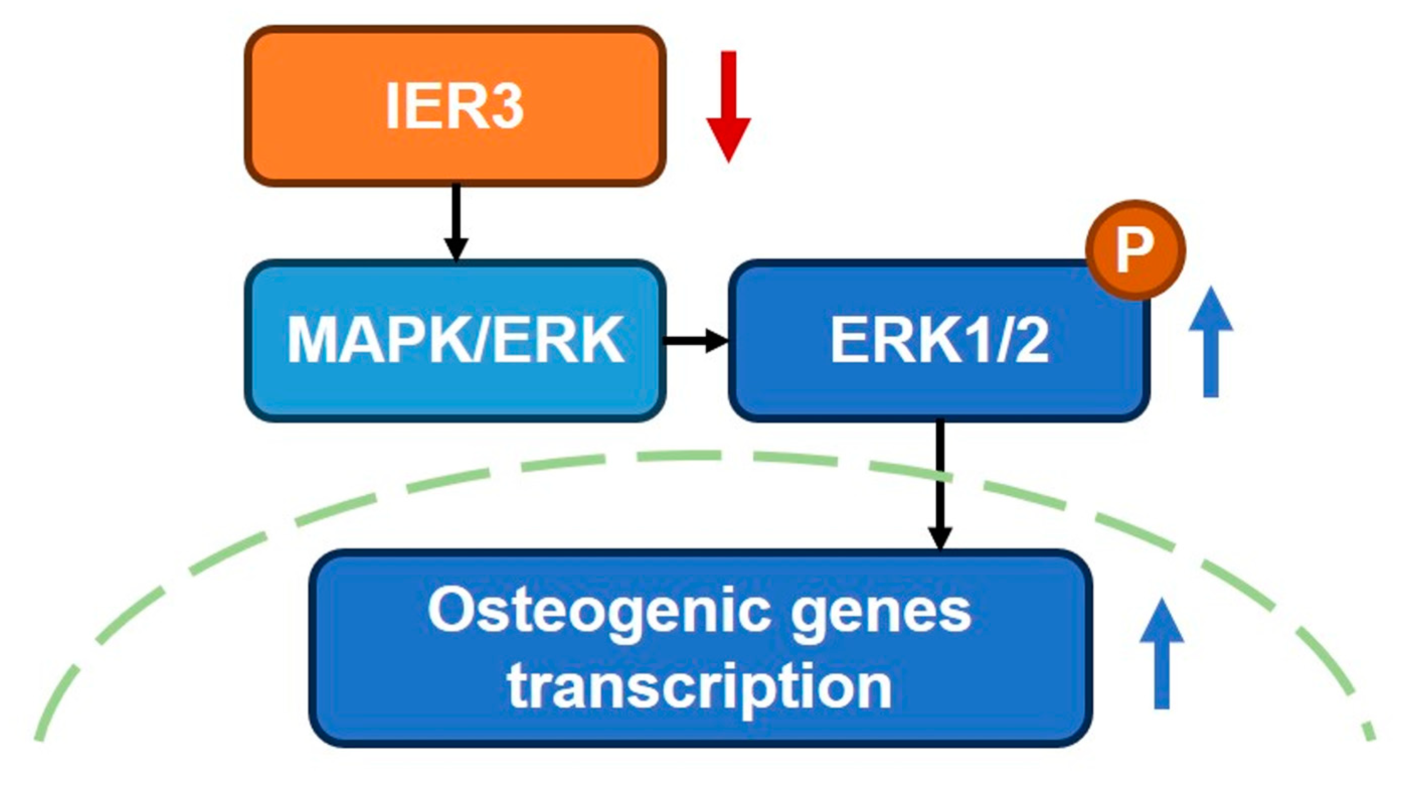 Biomedicines 13 00947 g007