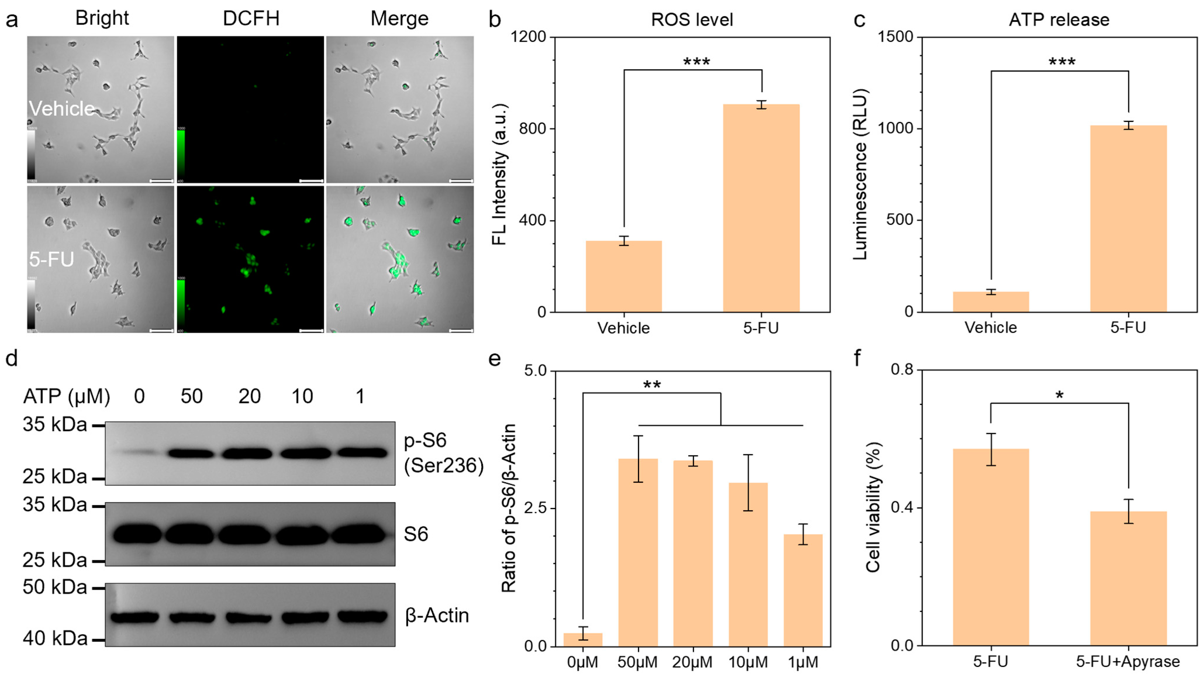 Biomedicines 13 00948 g002