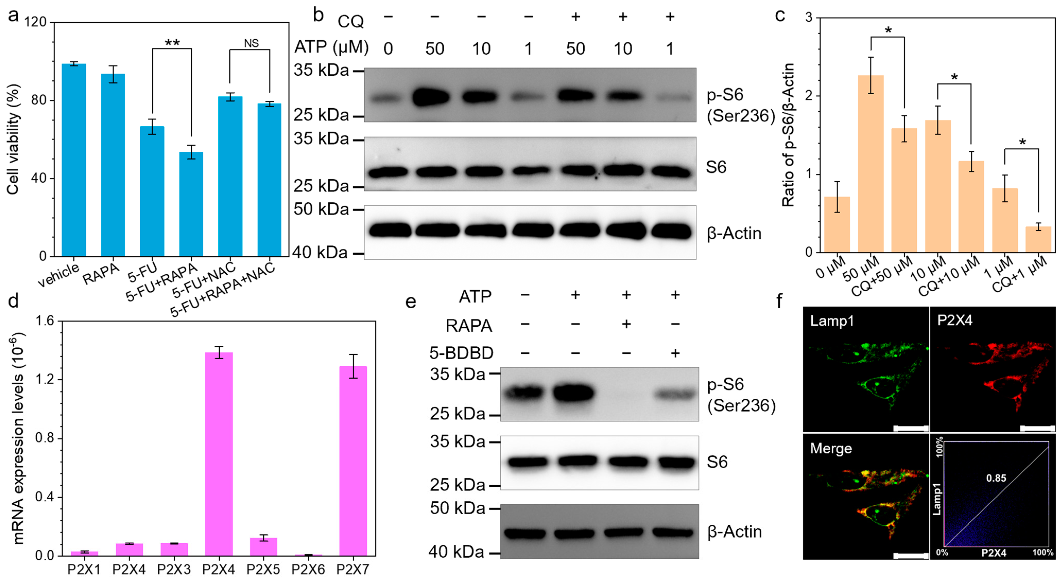 Biomedicines 13 00948 g003