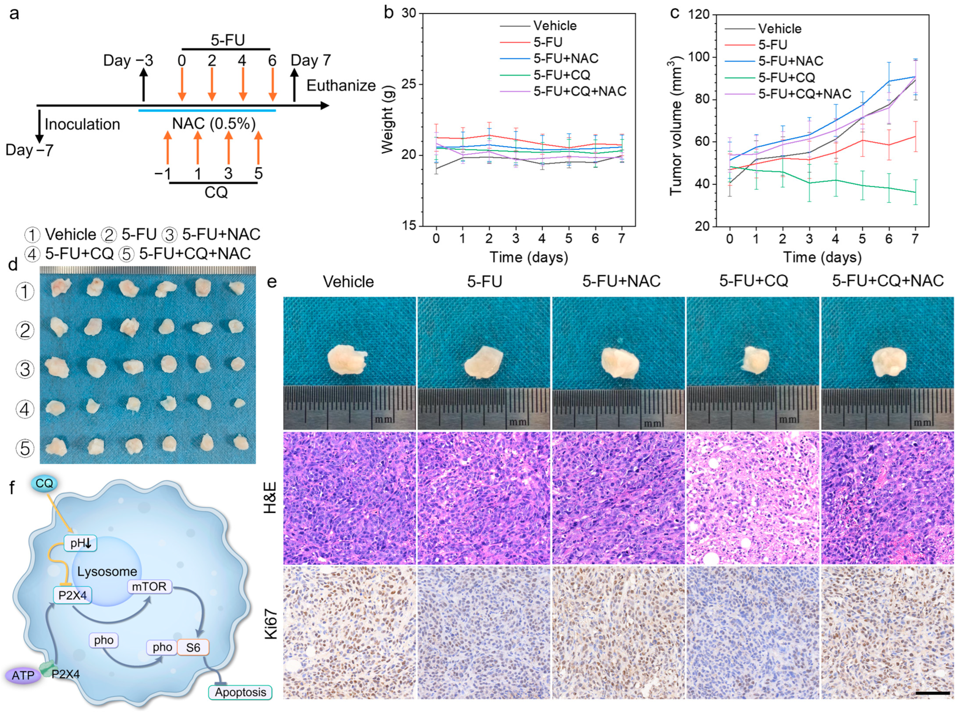 Biomedicines 13 00948 g005