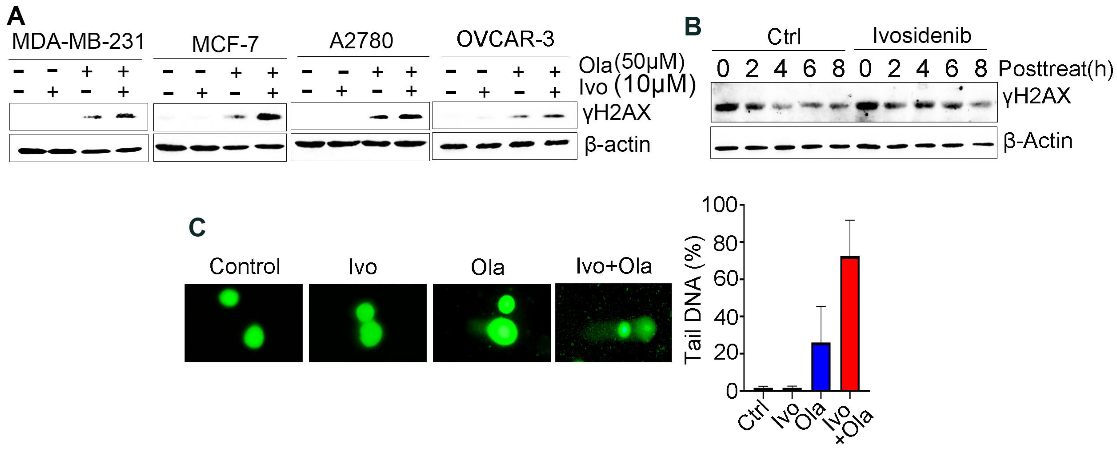 Biomedicines 13 00958 g002