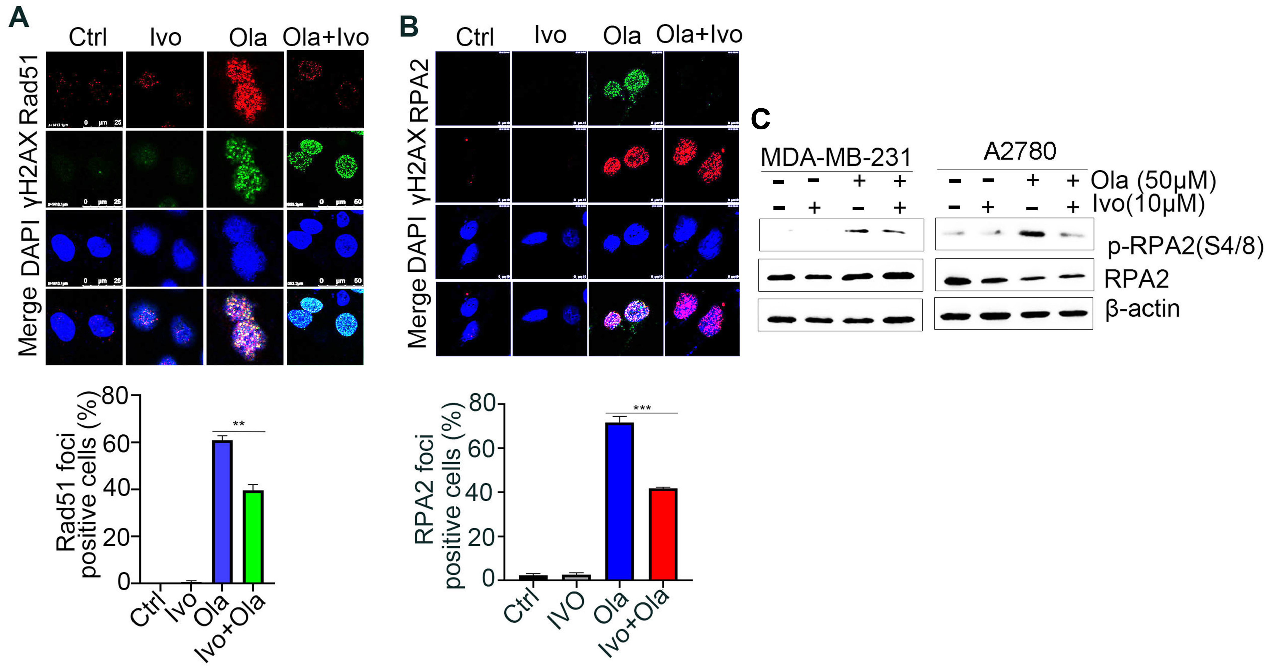 Biomedicines 13 00958 g003