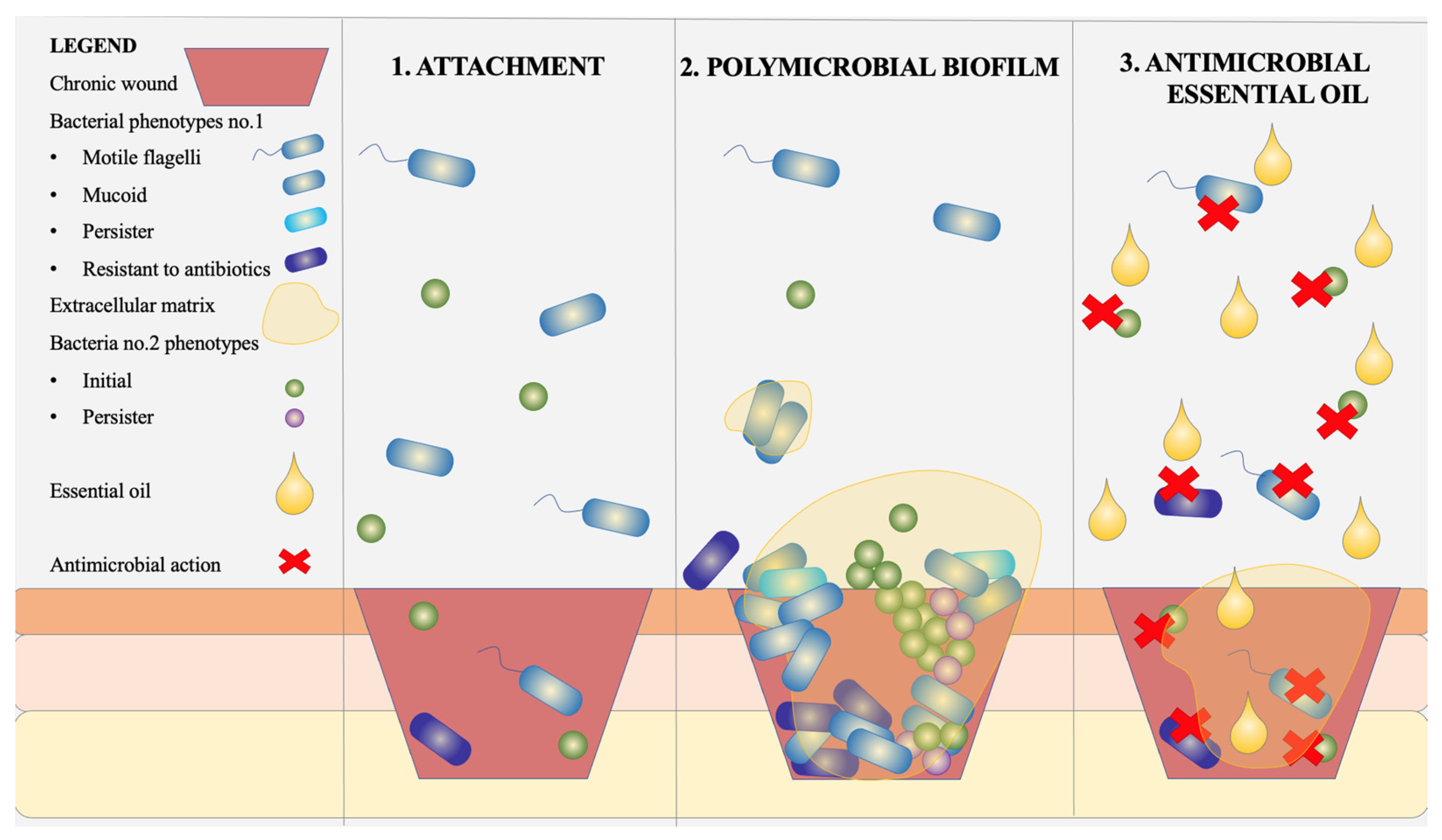 Biomedicines 13 00962 g001