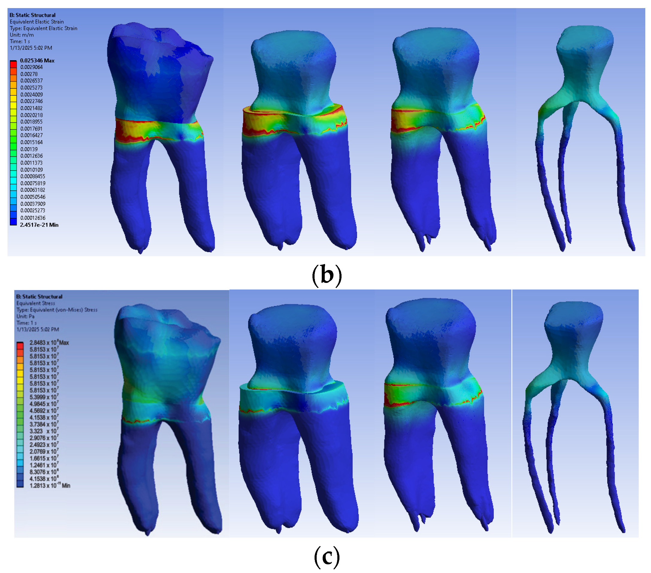 Biomedicines 13 00974 g014b