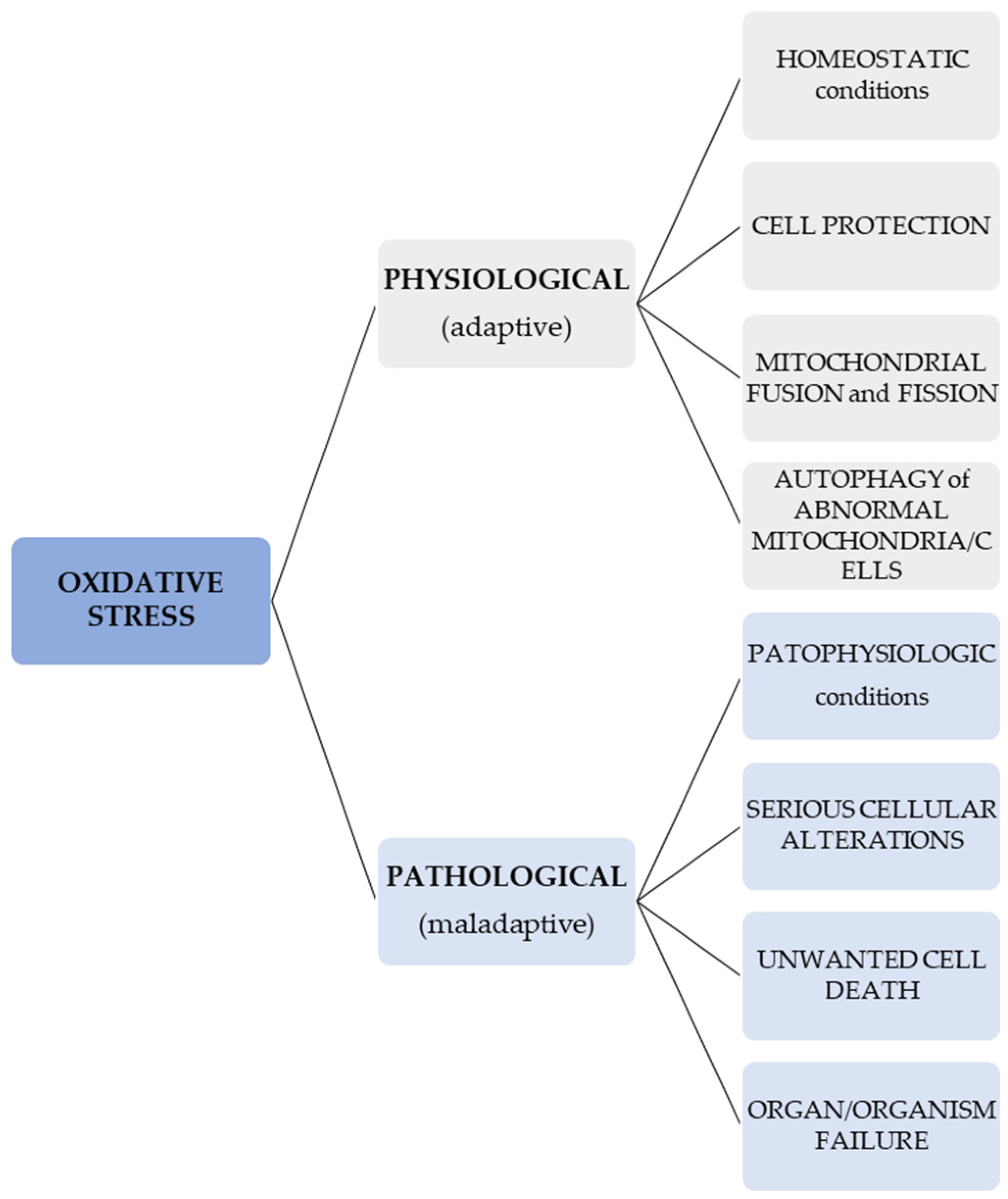 Biomedicines 13 00981 g001