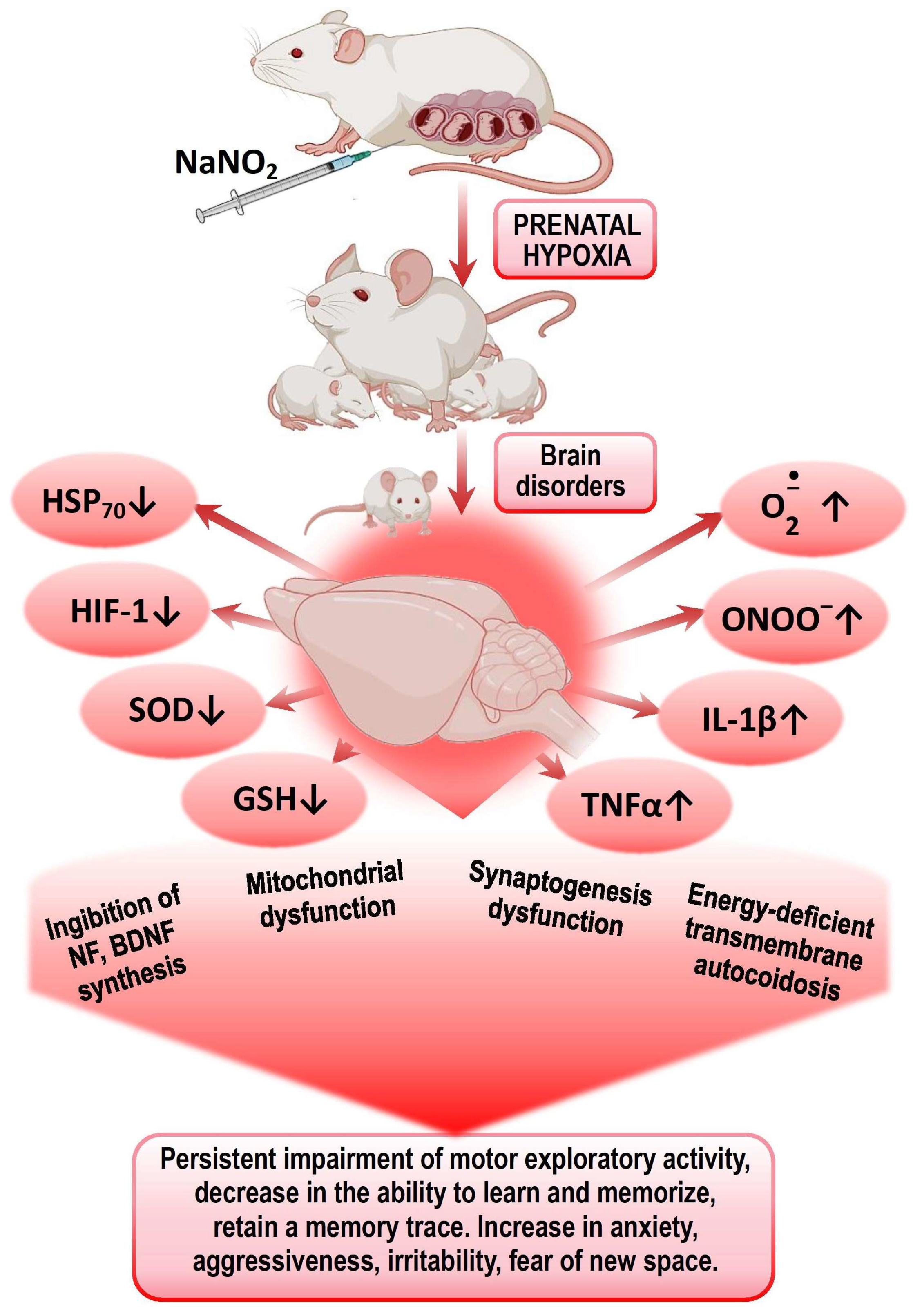 Biomedicines 13 00982 g001