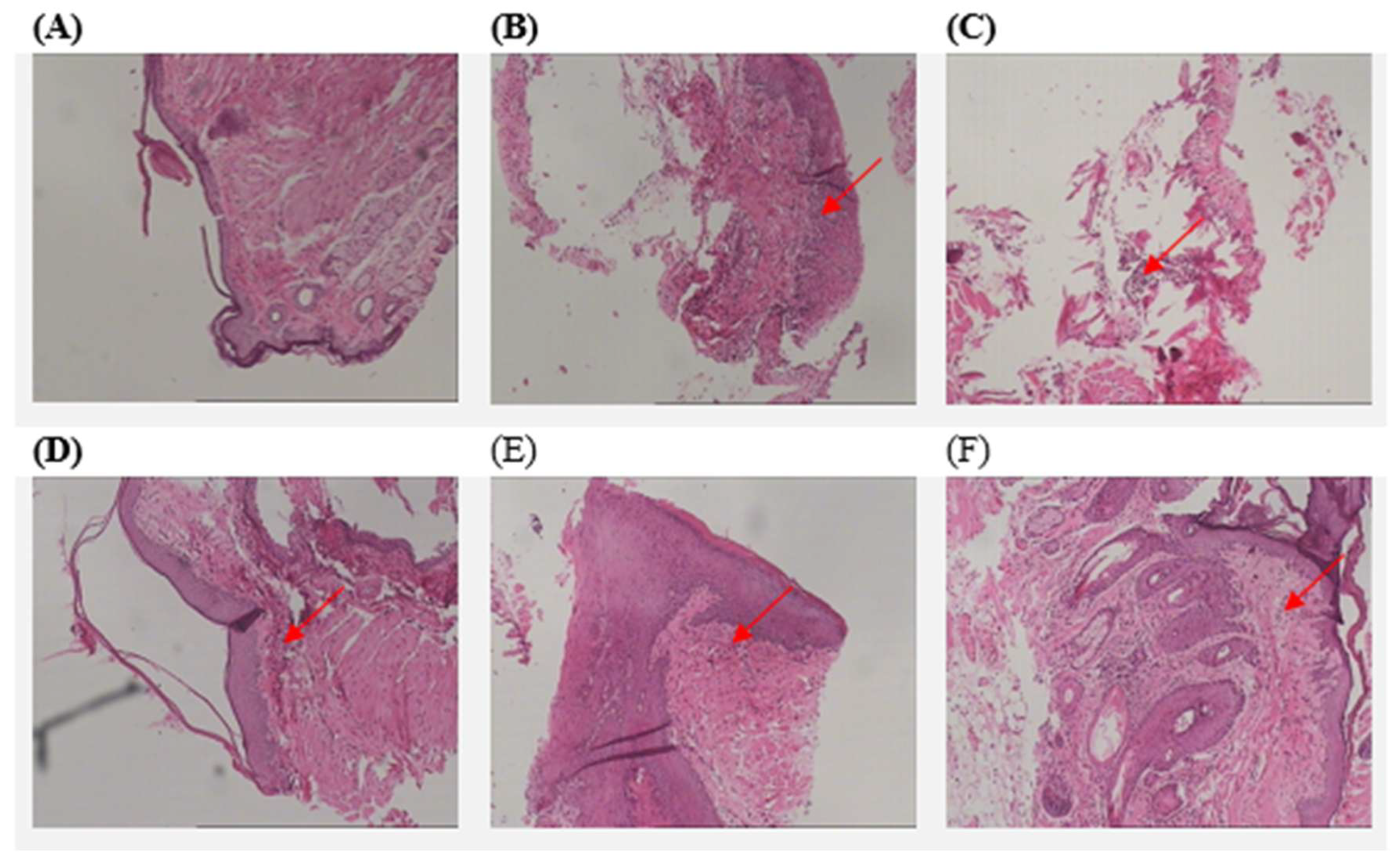 Biomedicines 13 00983 g005