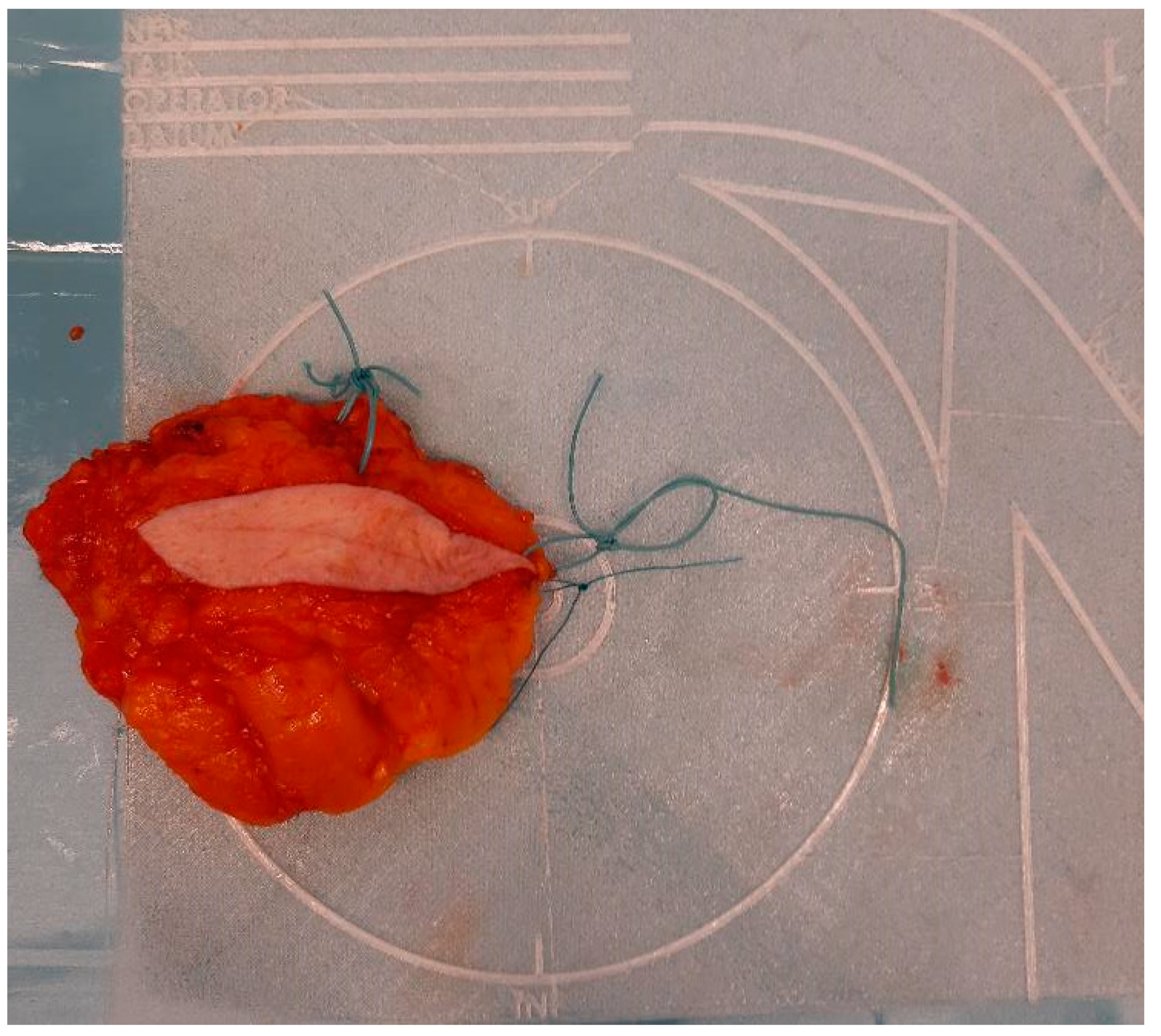 Biomedicines 13 00984 g001