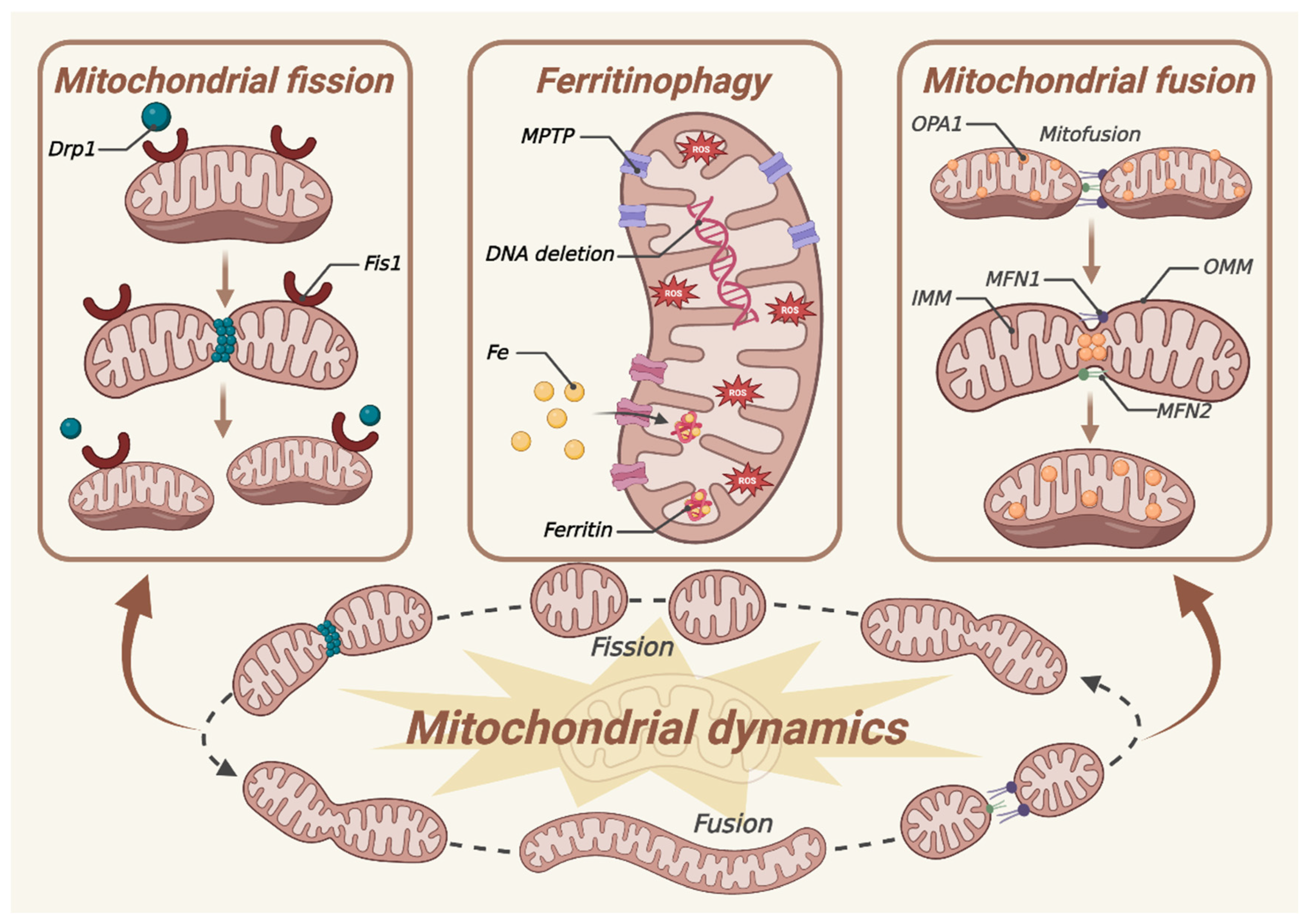 Biomedicines 13 00986 g004