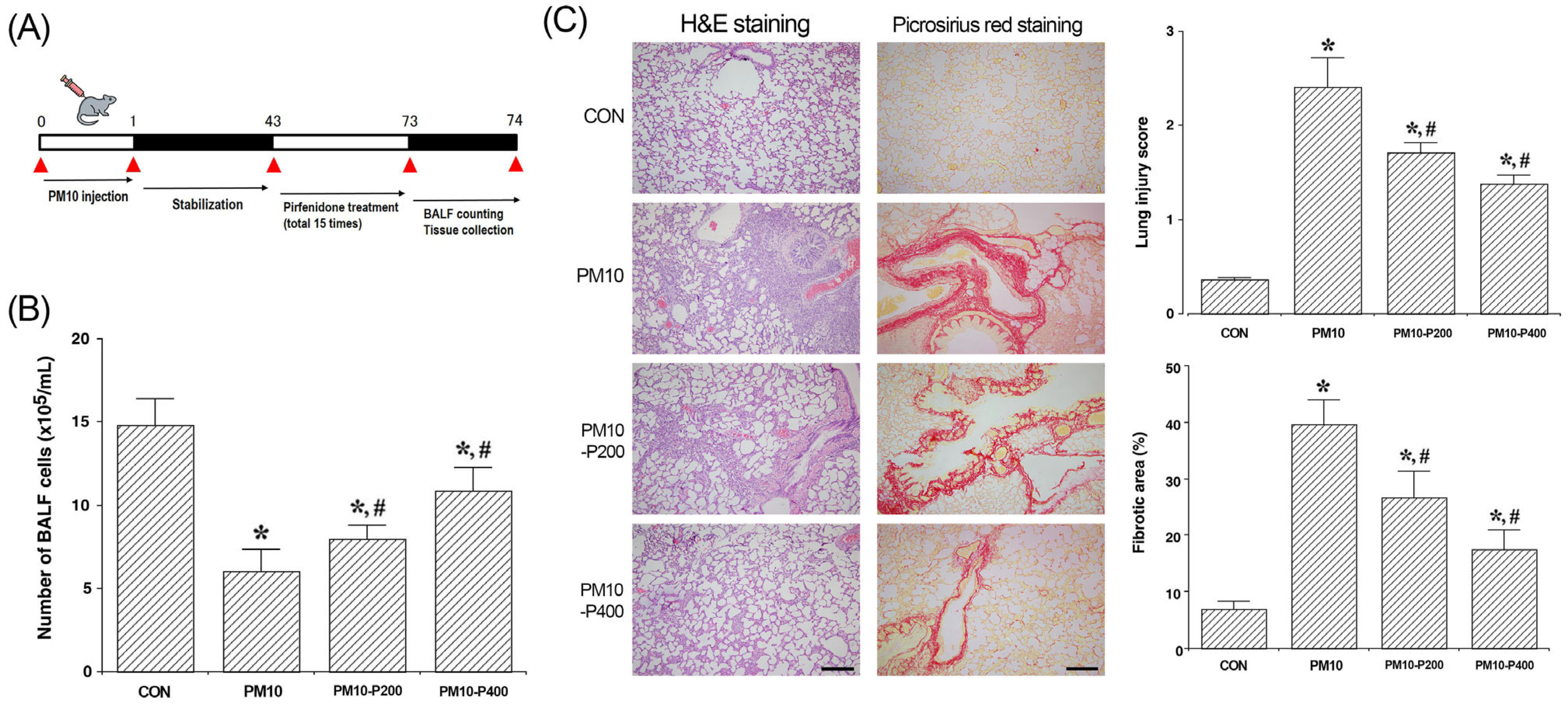 Biomedicines 13 00989 g001