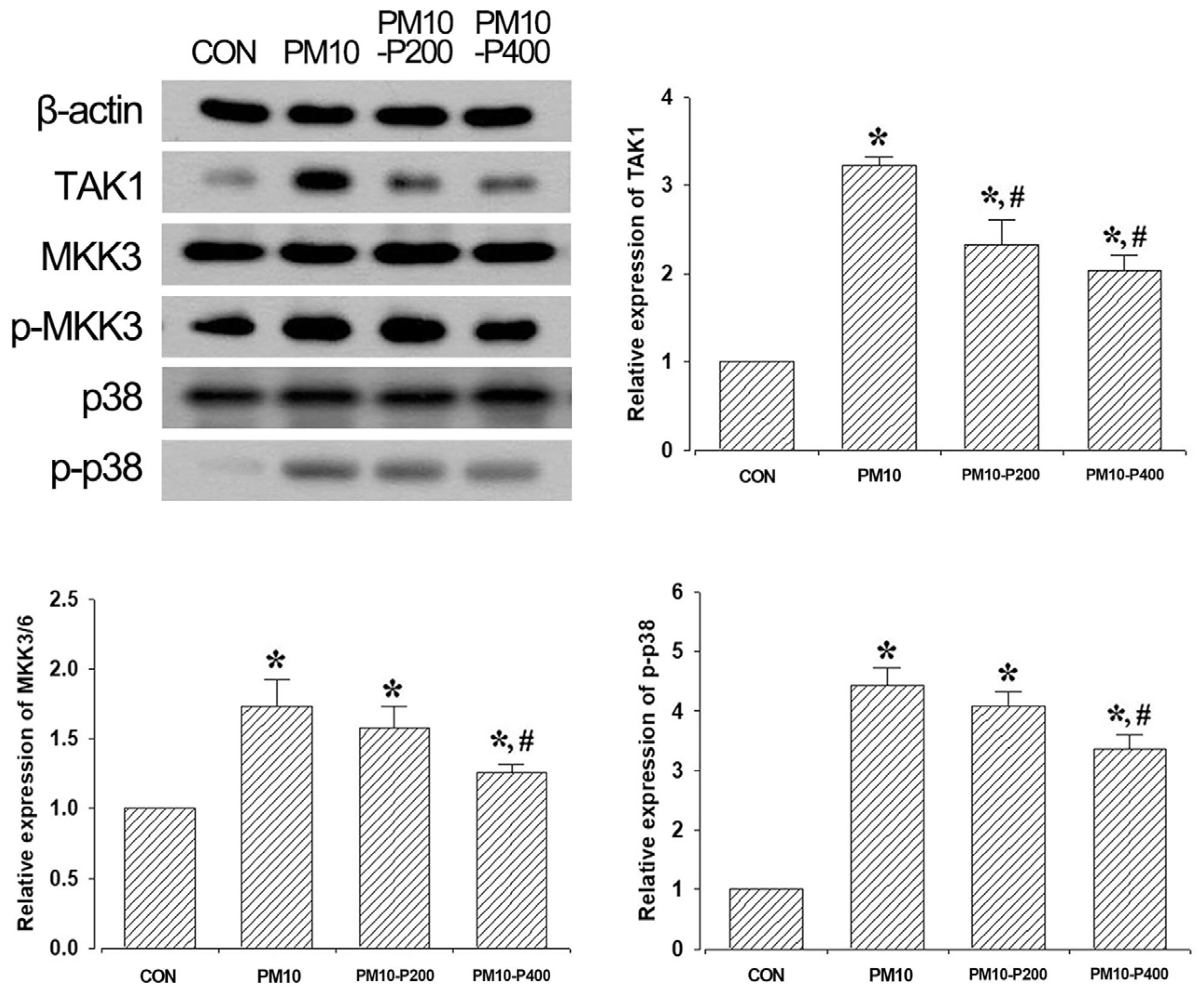 Biomedicines 13 00989 g004