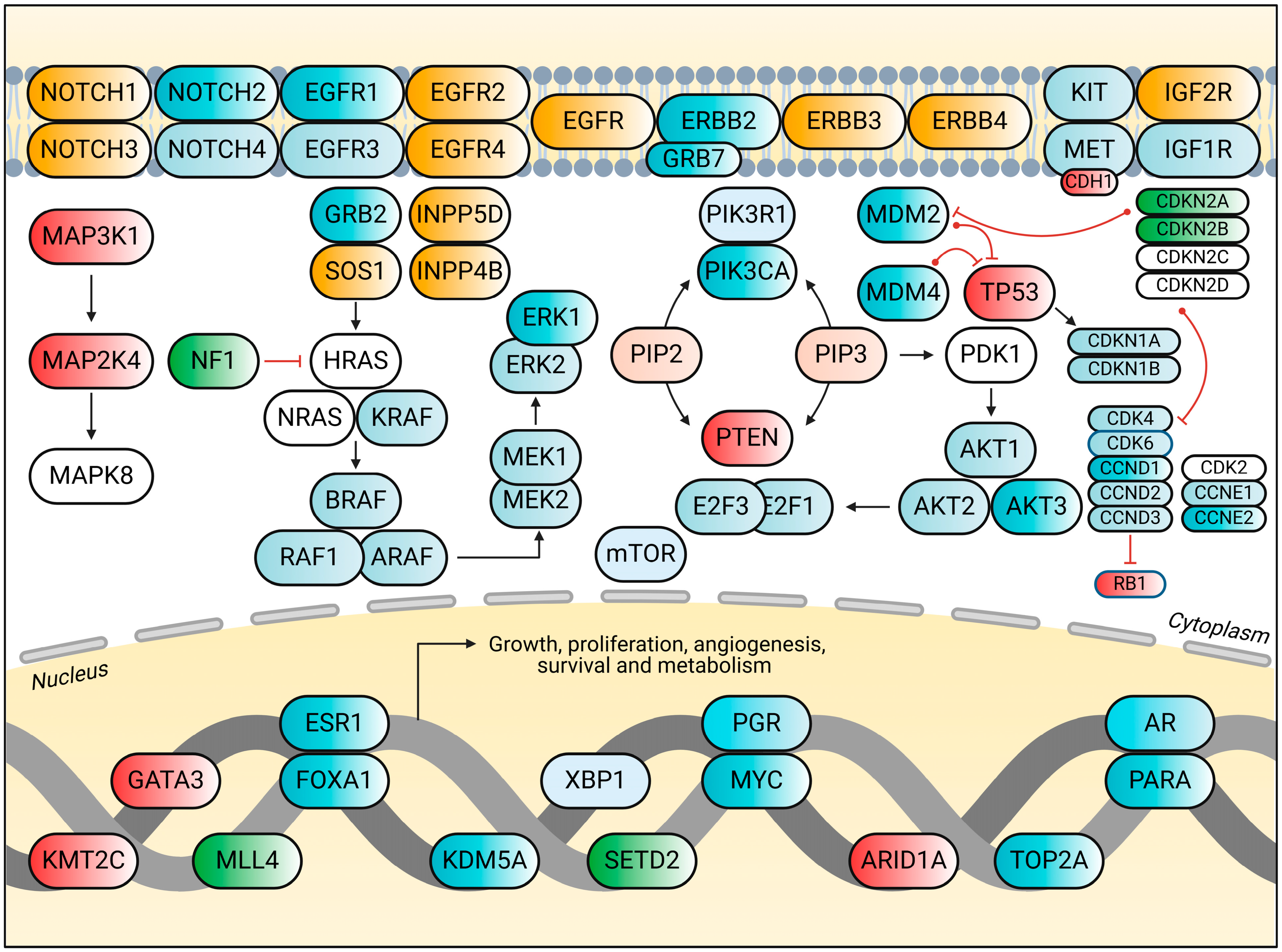 Biomedicines 13 00990 g001 Biomedicines 13 00990 g001