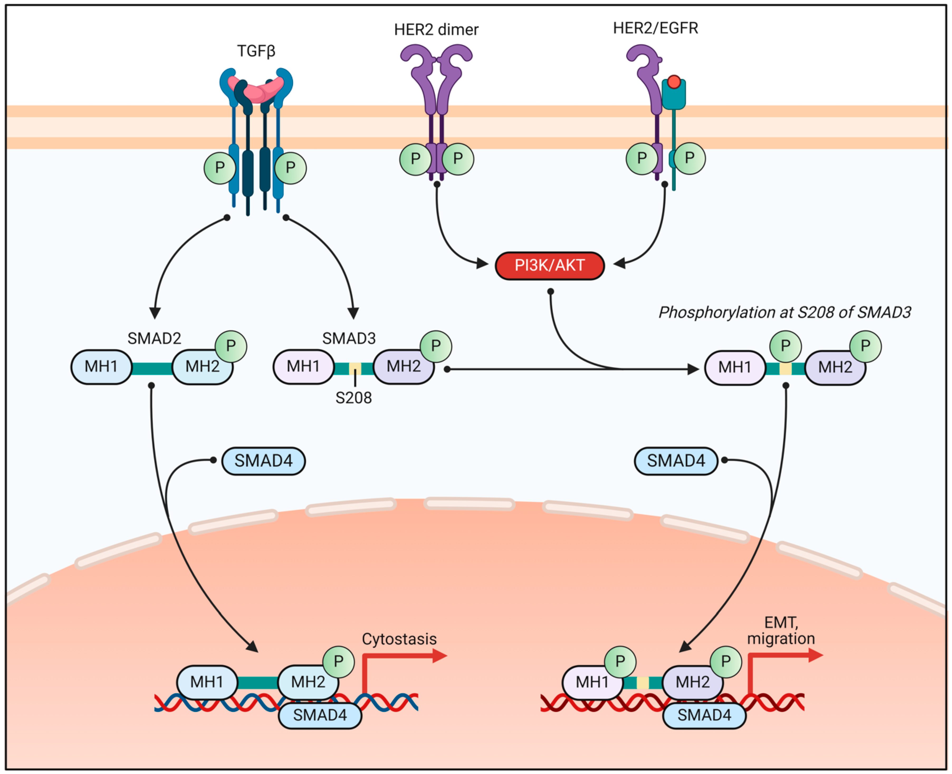 Biomedicines 13 00990 g002 Biomedicines 13 00990 g002