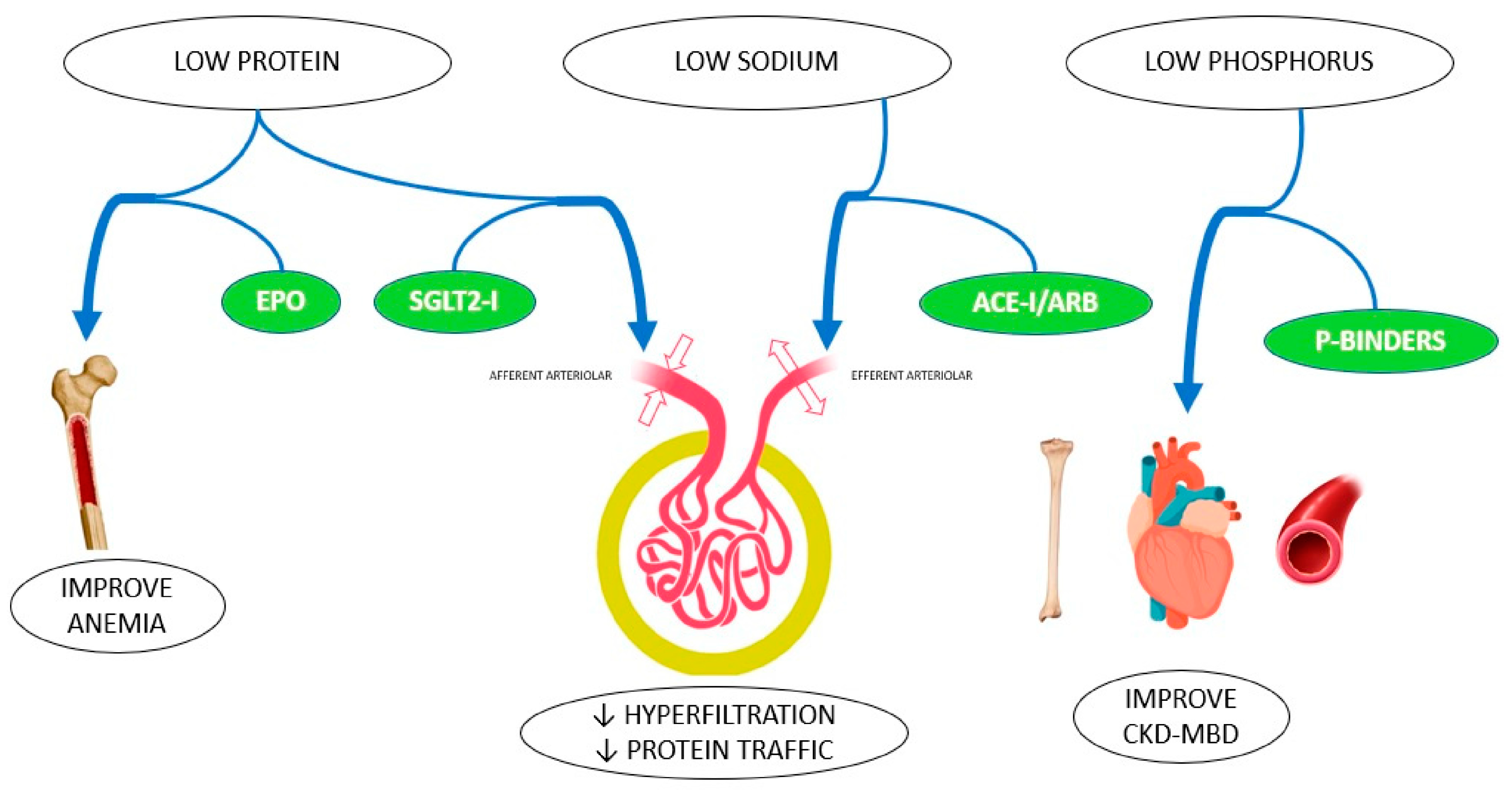 Biomedicines 13 00994 g005